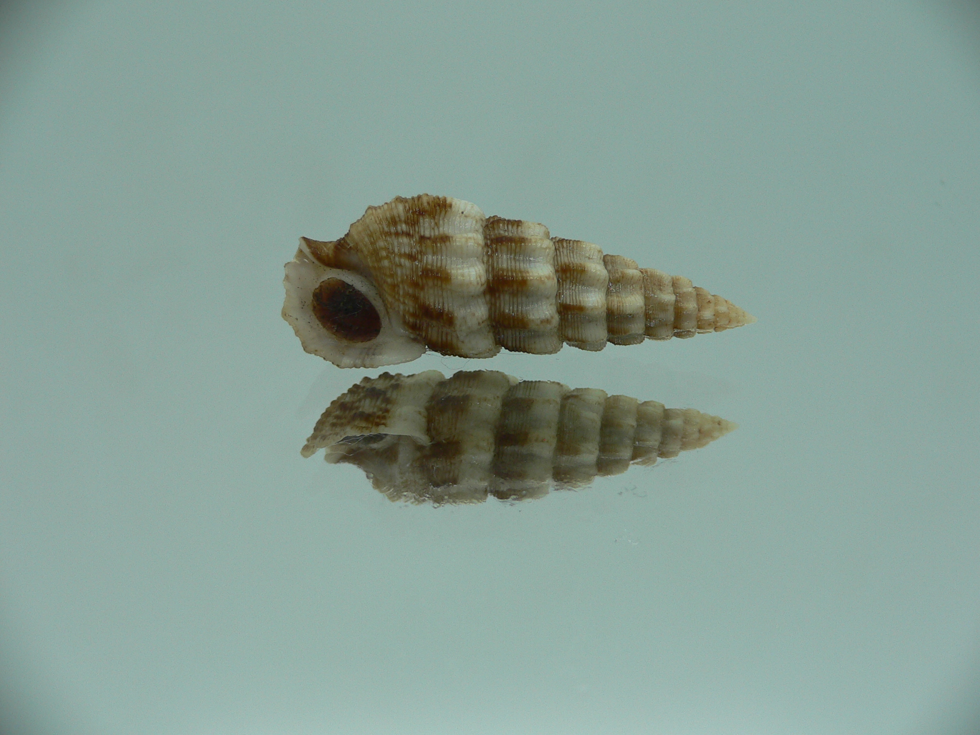 Cerithium novaehollondiae SUPER
