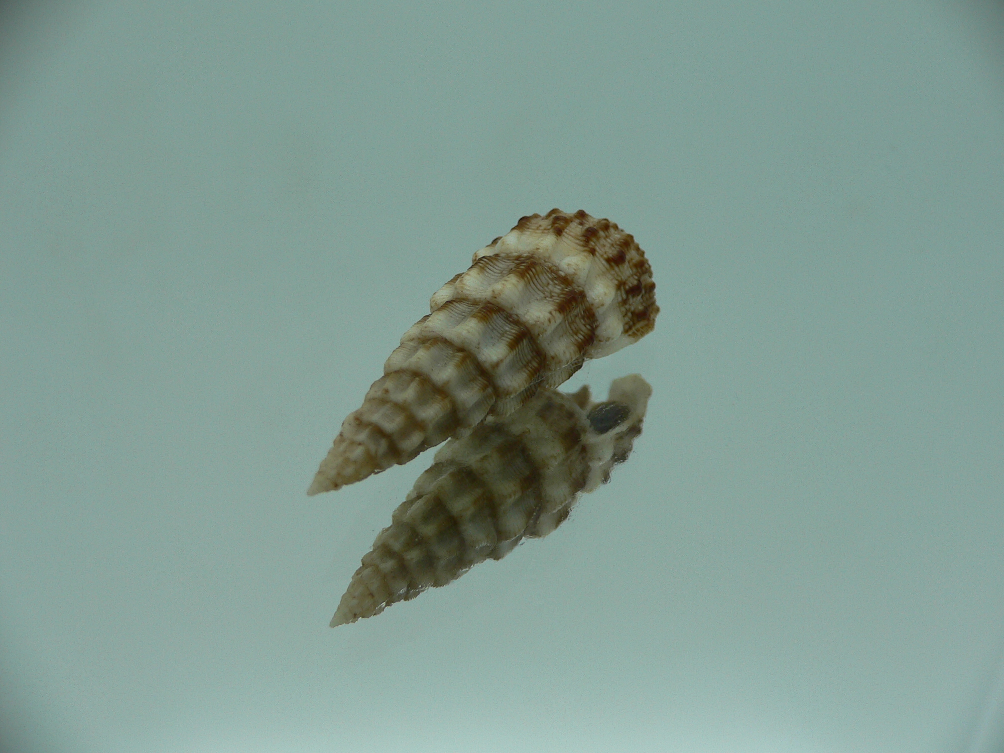 Cerithium novaehollondiae SUPER