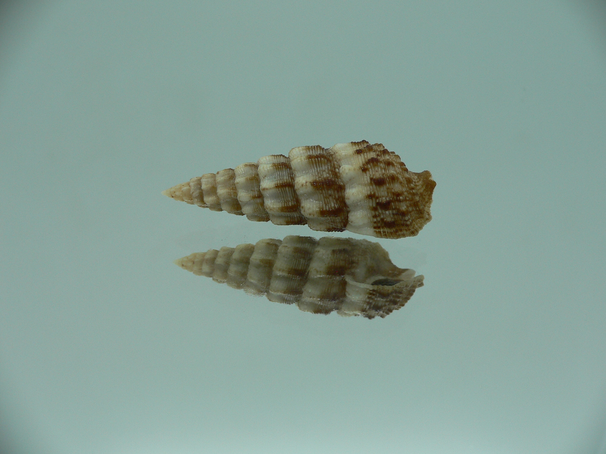 Cerithium novaehollondiae SUPER
