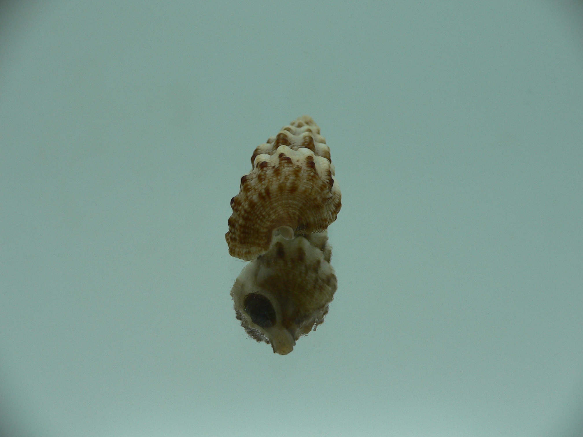 Cerithium novaehollondiae SUPER