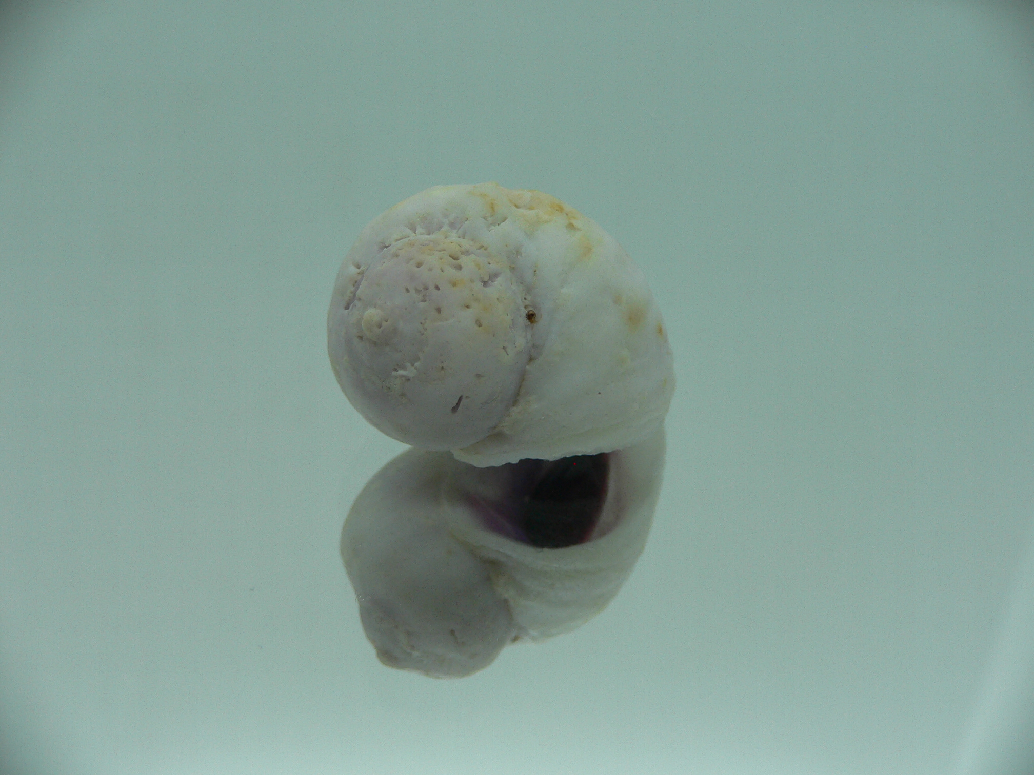 Coralliophila violacea ELONGATE