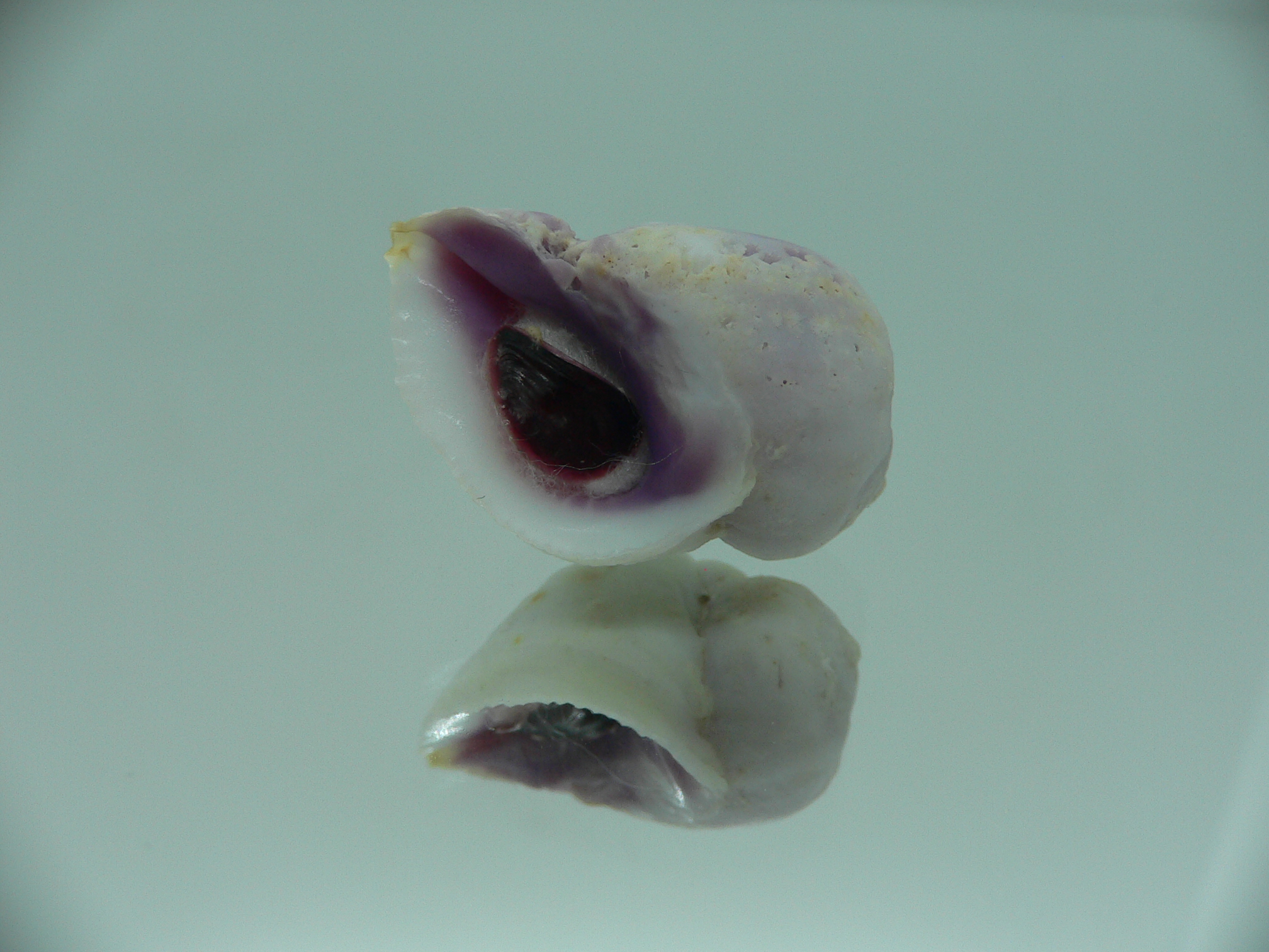 Coralliophila violacea ELONGATE