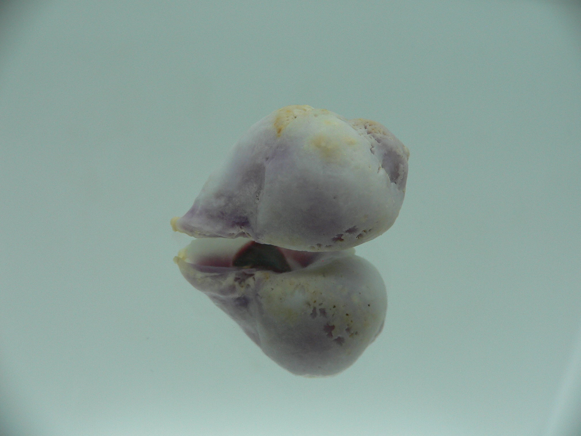 Coralliophila violacea ELONGATE