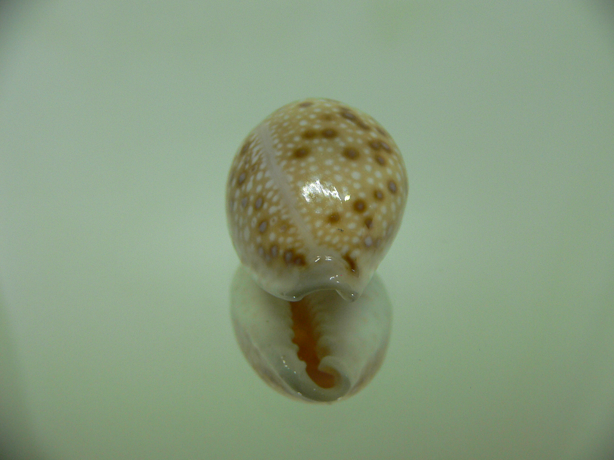 Cypraea marginalis