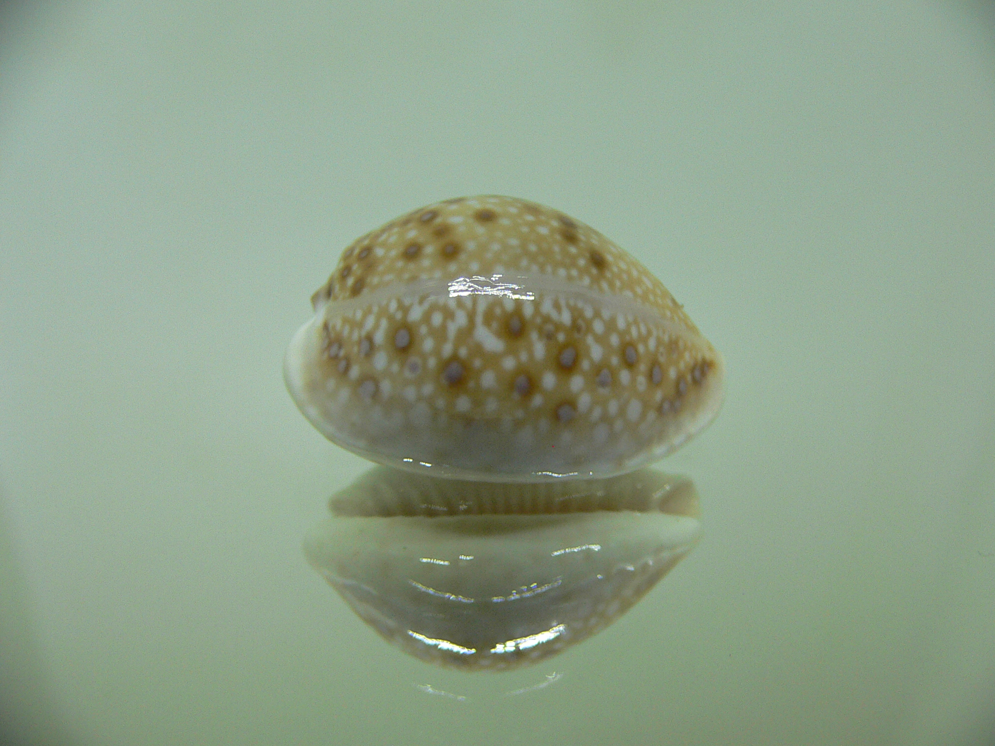 Cypraea marginalis