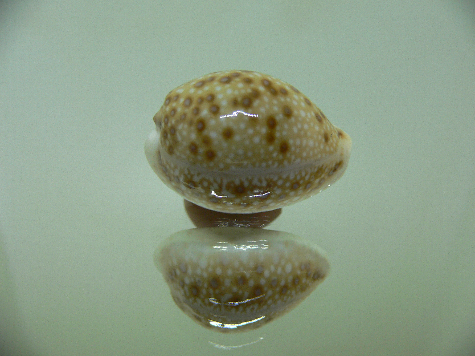 Cypraea marginalis