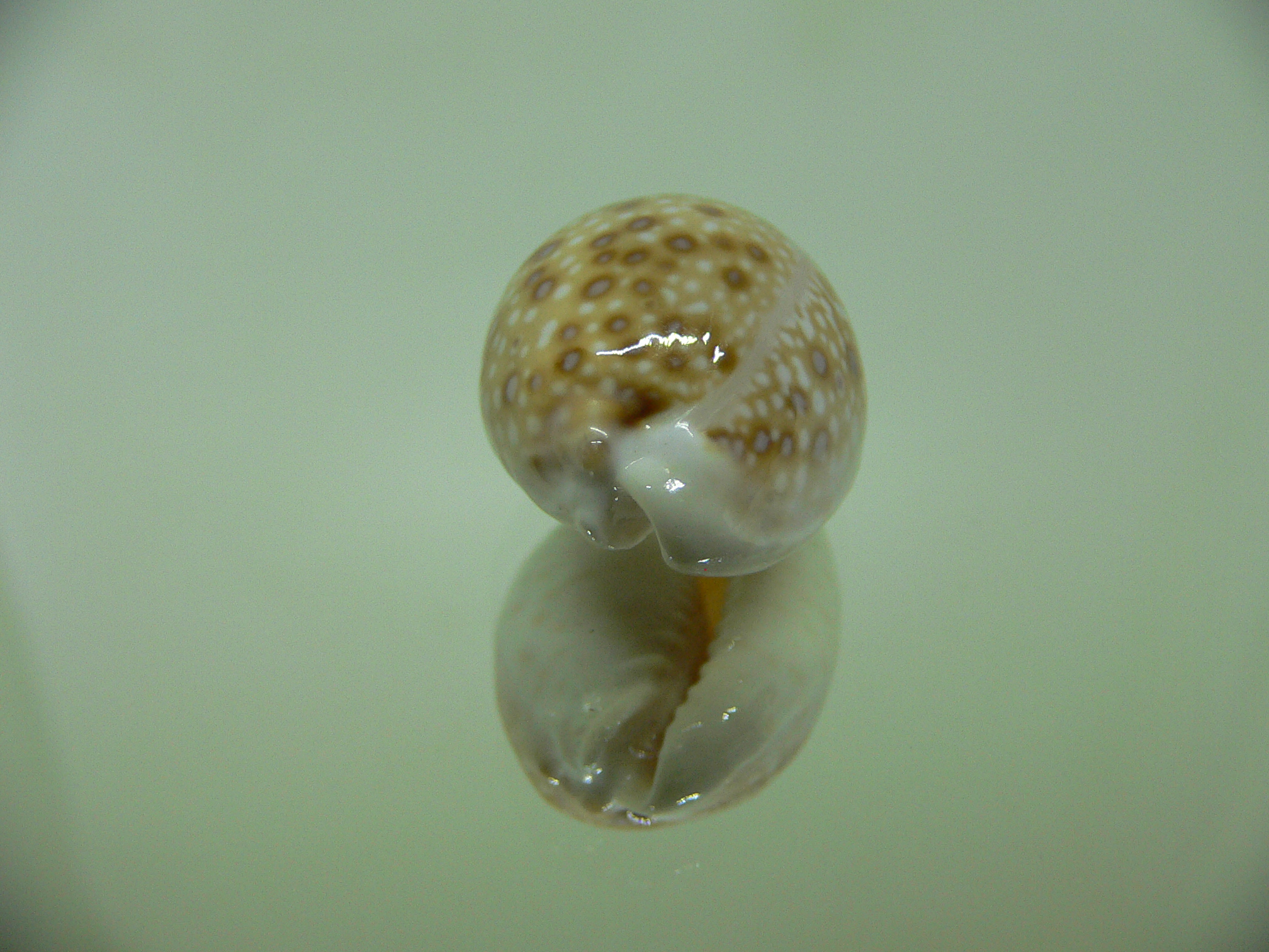 Cypraea marginalis