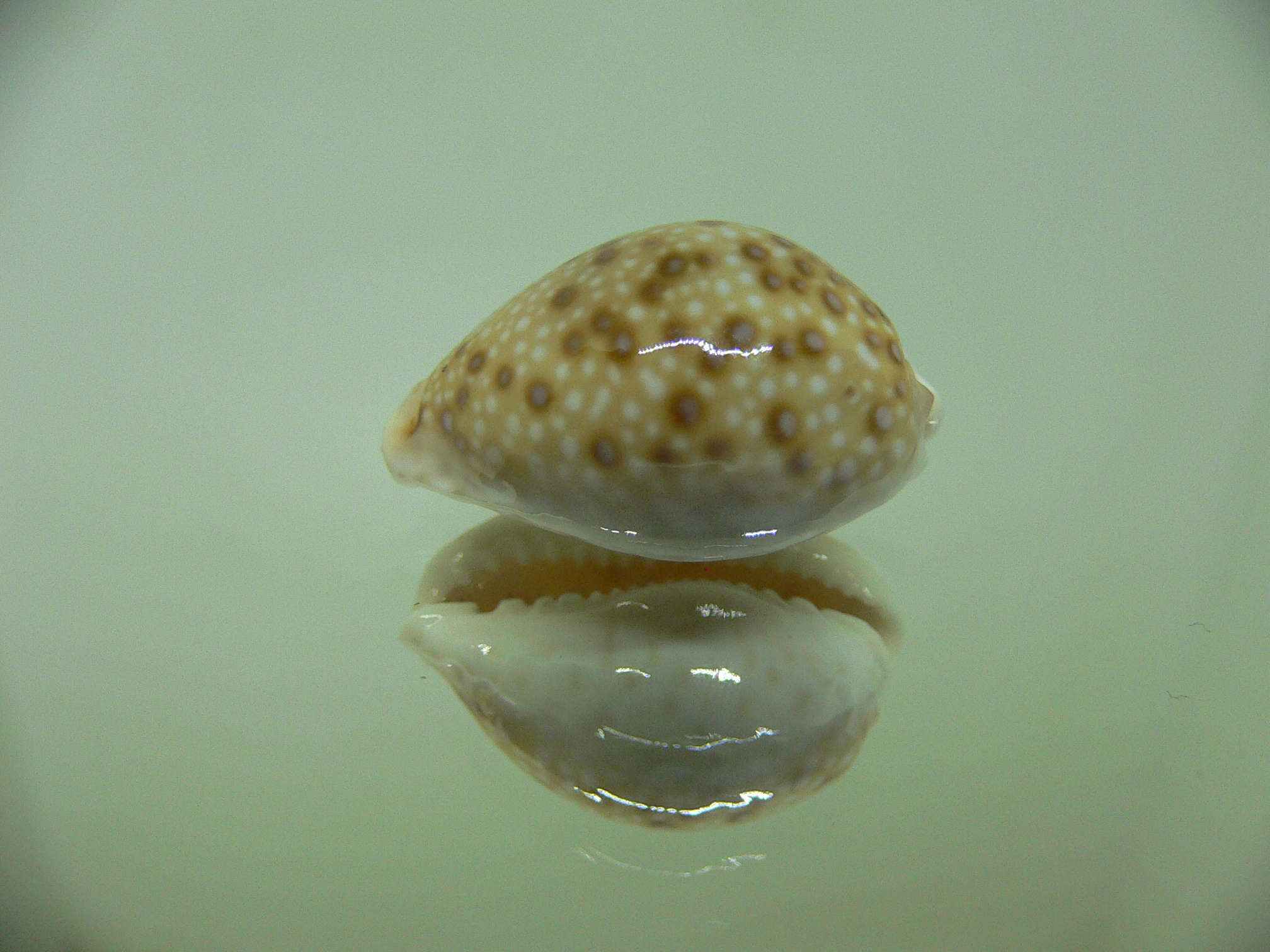 Cypraea marginalis