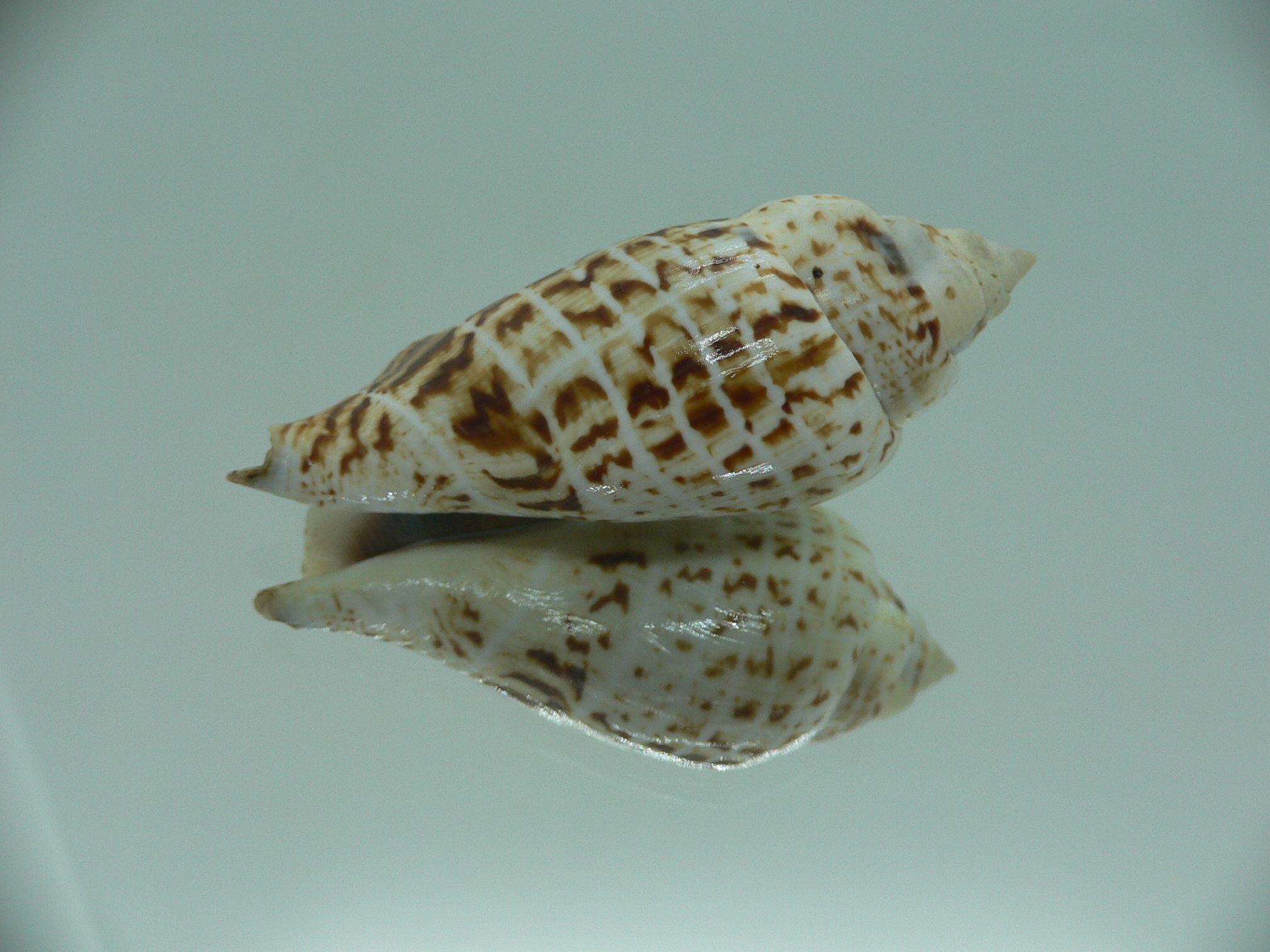 Gibberulus gibbosus FASHIONABLE