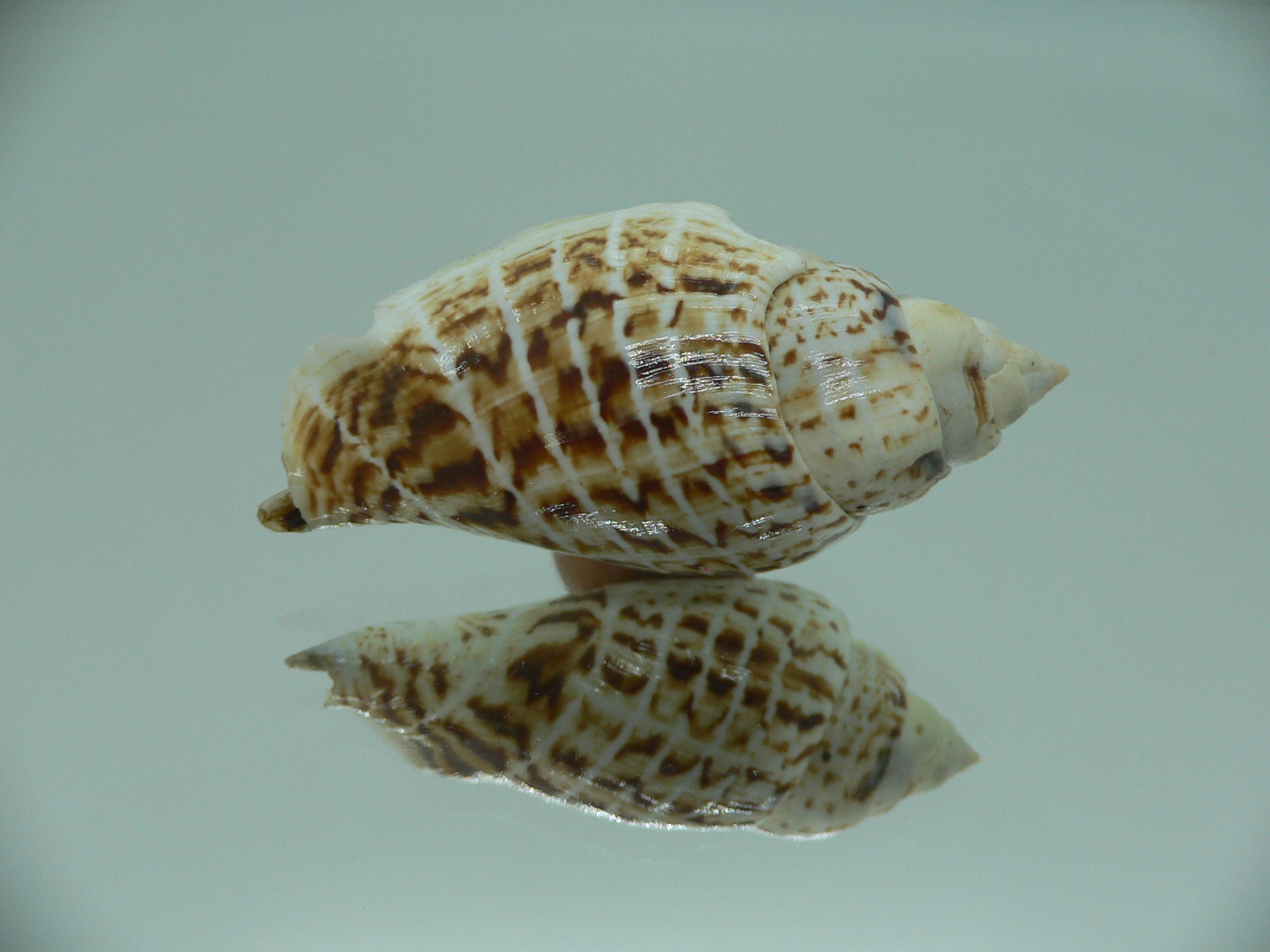 Gibberulus gibbosus FASHIONABLE