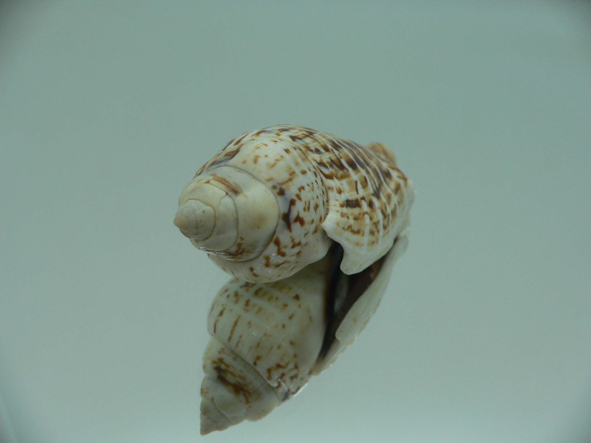 Gibberulus gibbosus FASHIONABLE