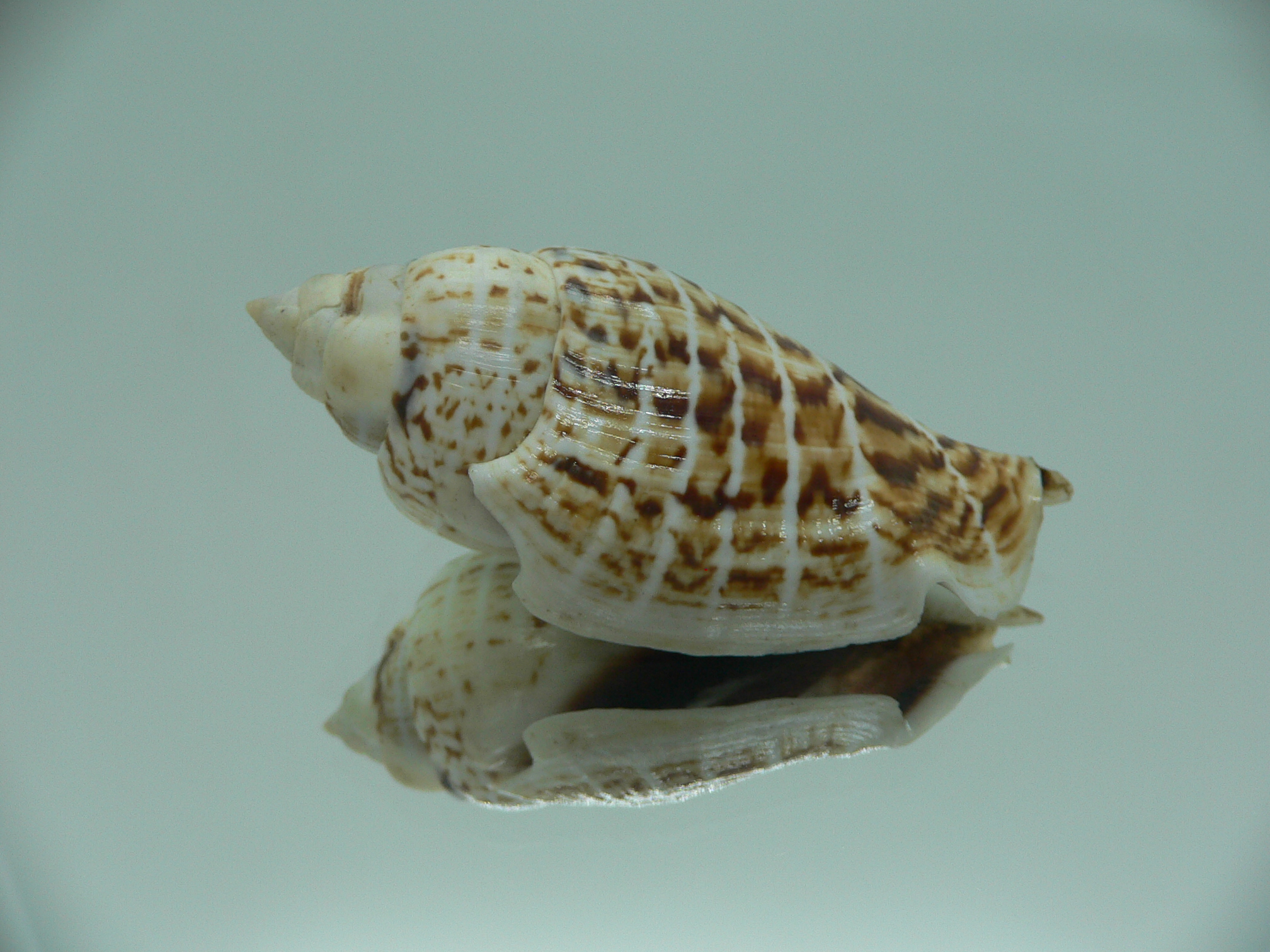 Gibberulus gibbosus FASHIONABLE