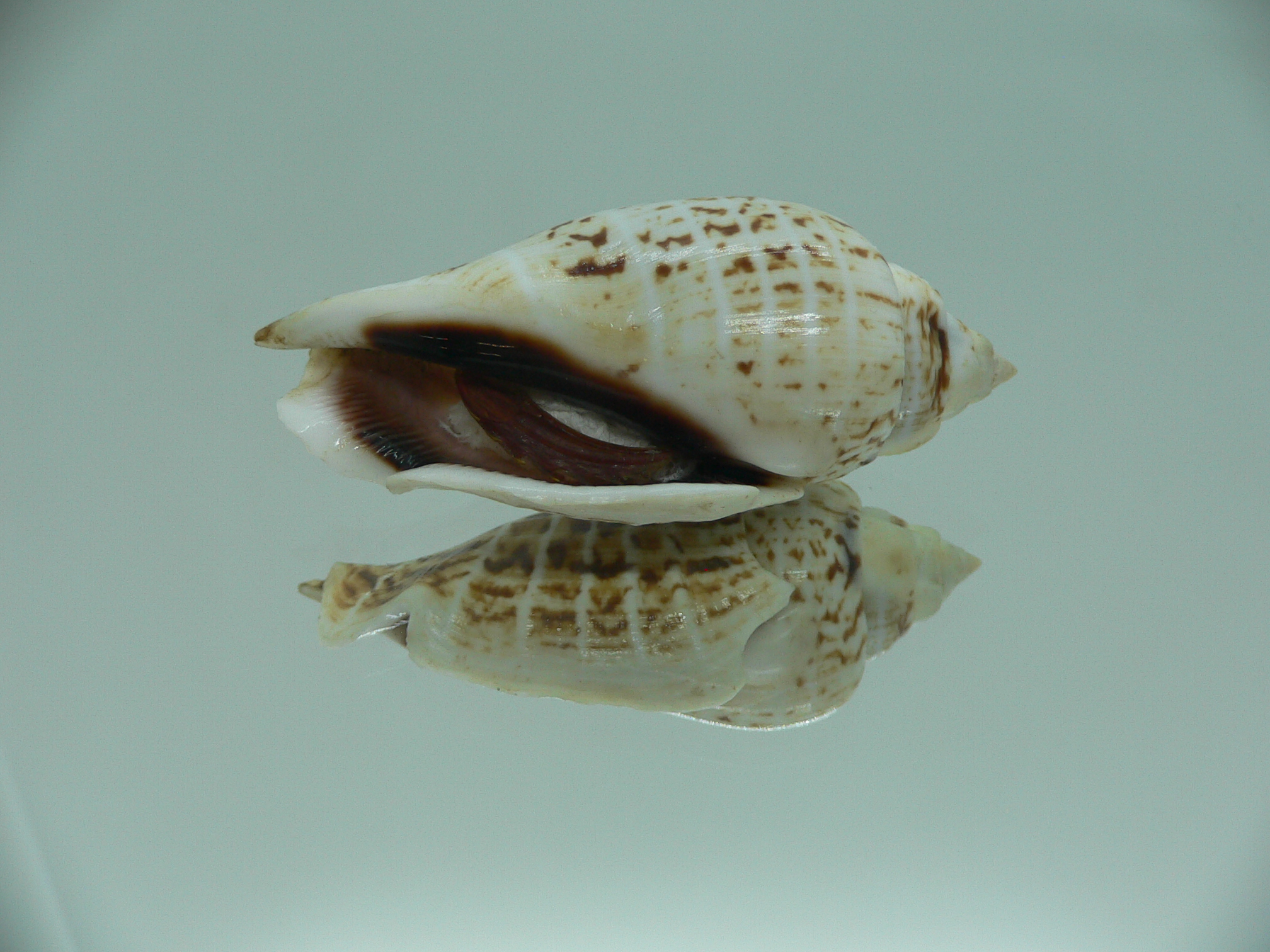 Gibberulus gibbosus FASHIONABLE