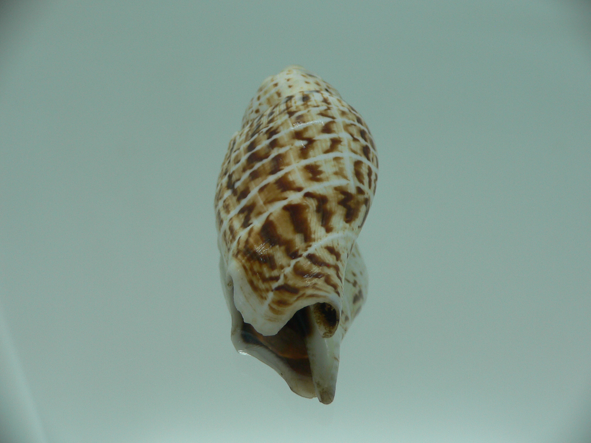 Gibberulus gibbosus FASHIONABLE