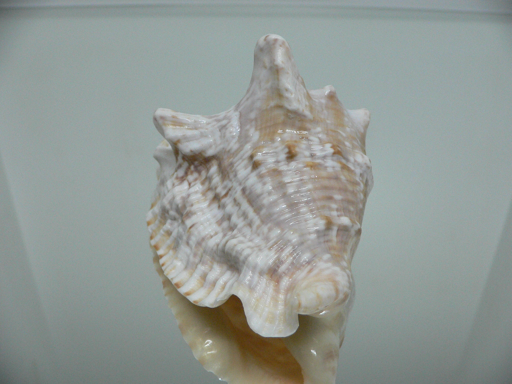 Lobatus raninus LIGHT