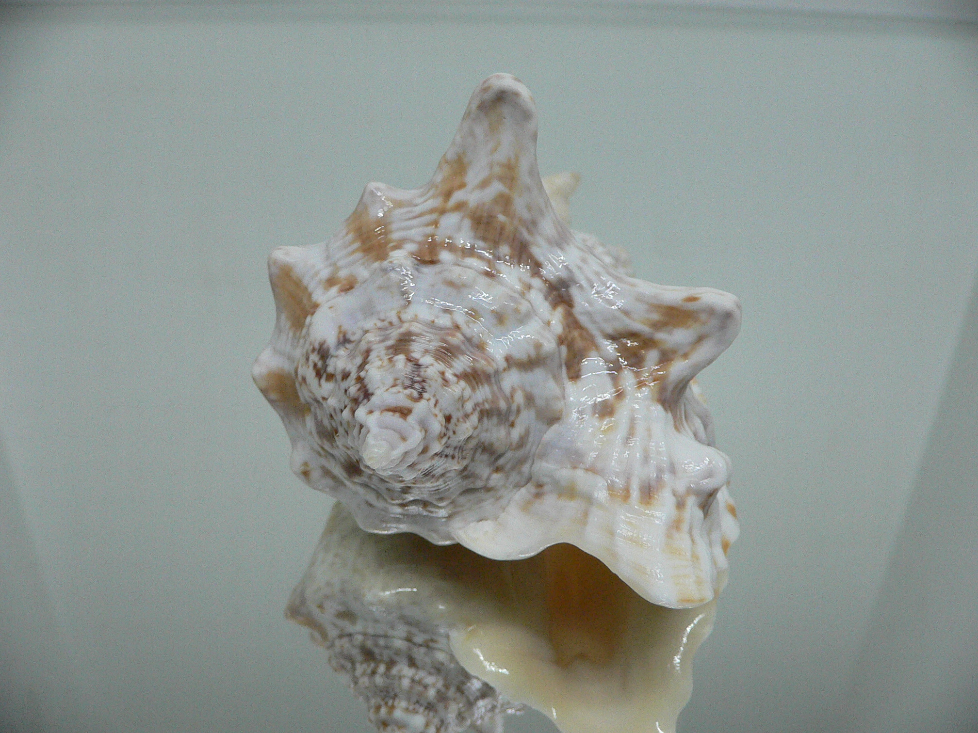 Lobatus raninus LIGHT