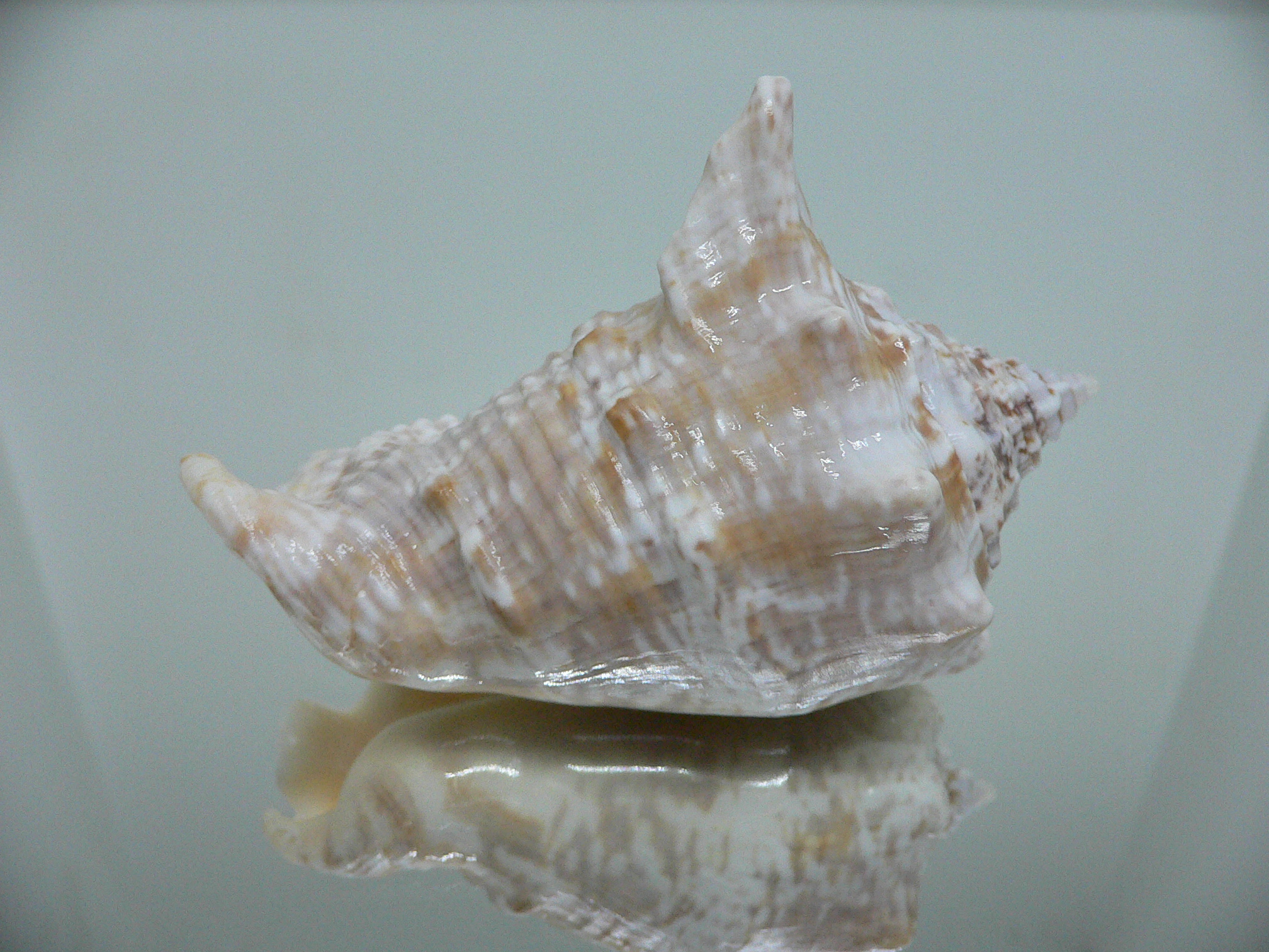 Lobatus raninus LIGHT