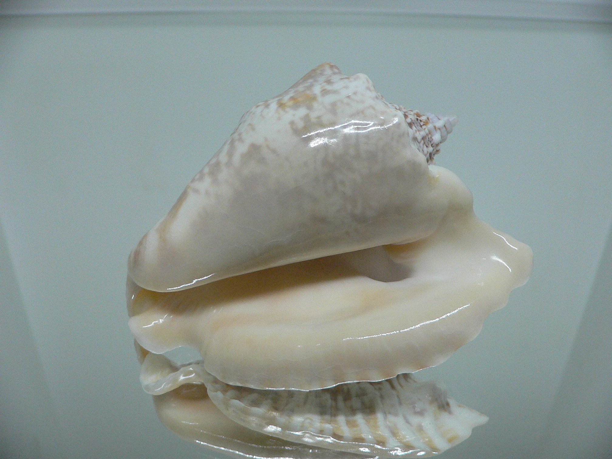 Lobatus raninus LIGHT