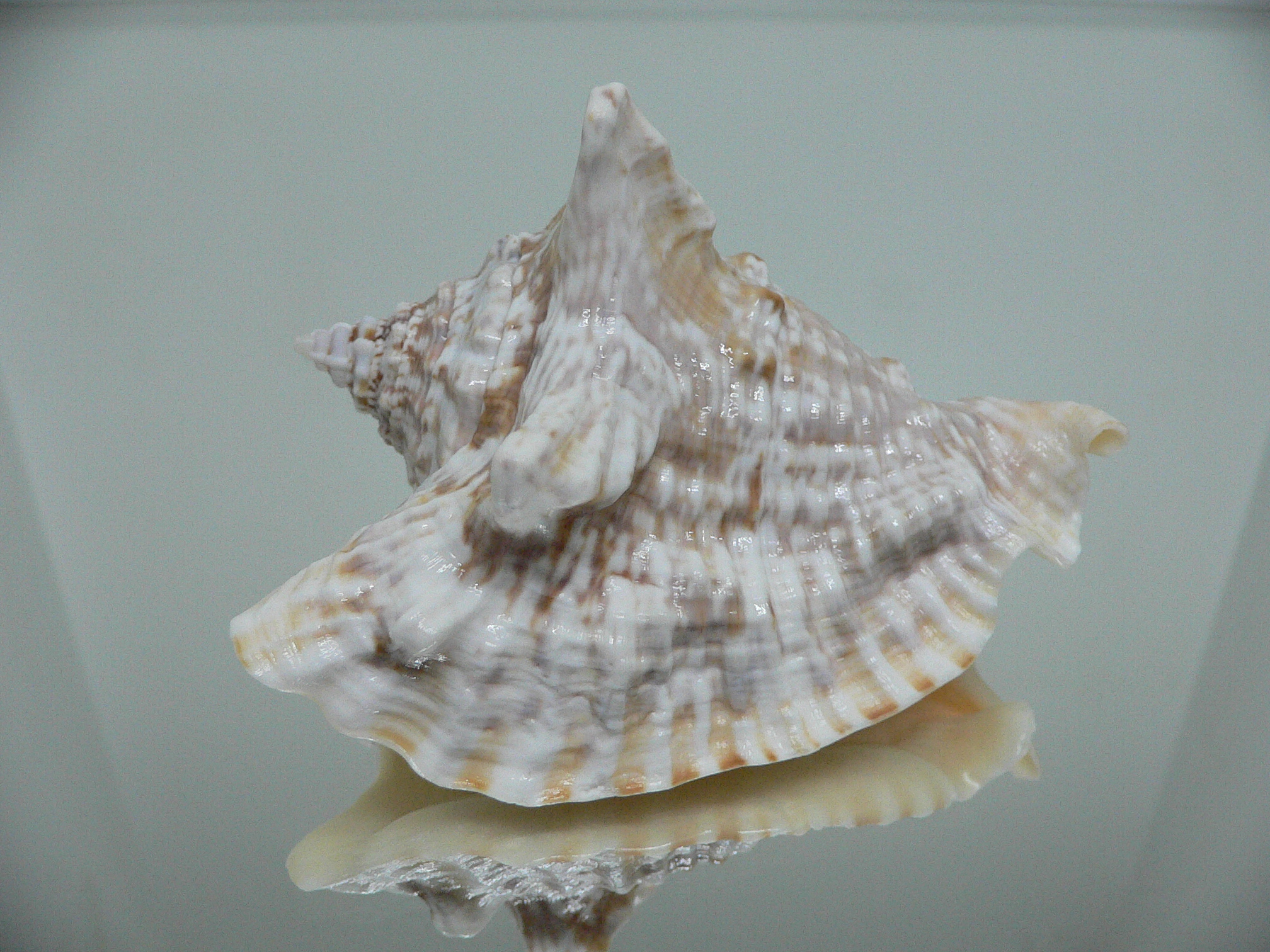 Lobatus raninus LIGHT