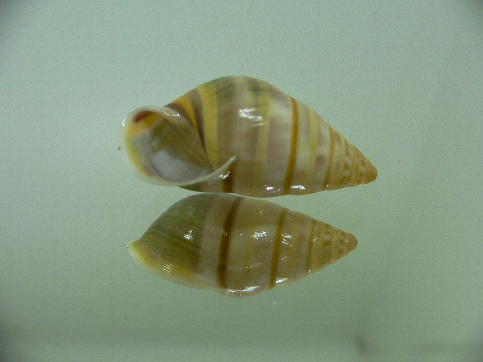 Amphidromus nicoi