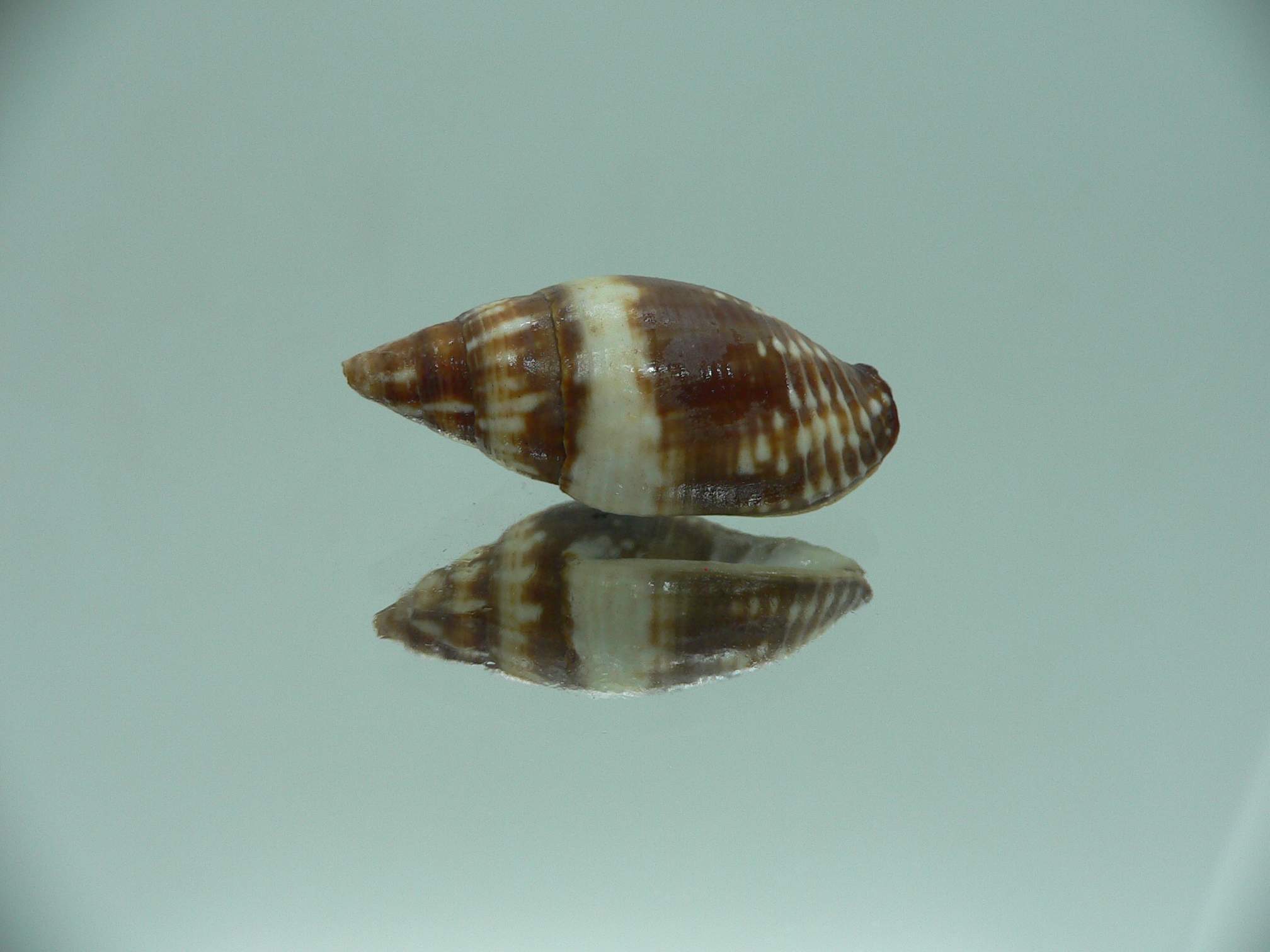Mitra (Strigatella) scutulata COLOR