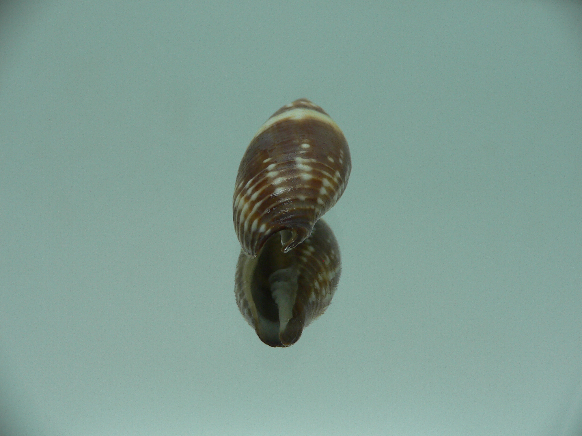 Mitra (Strigatella) scutulata COLOR