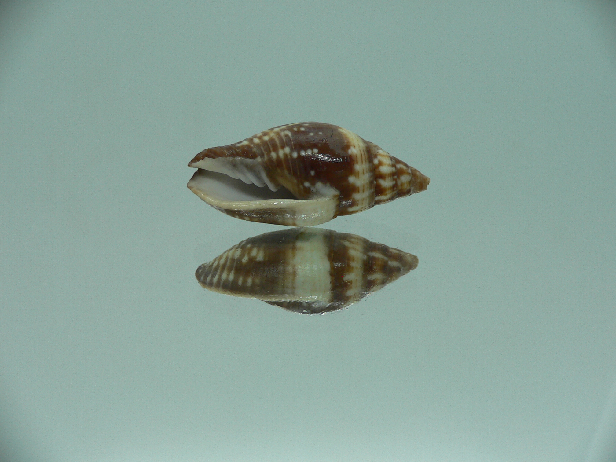 Mitra (Strigatella) scutulata COLOR