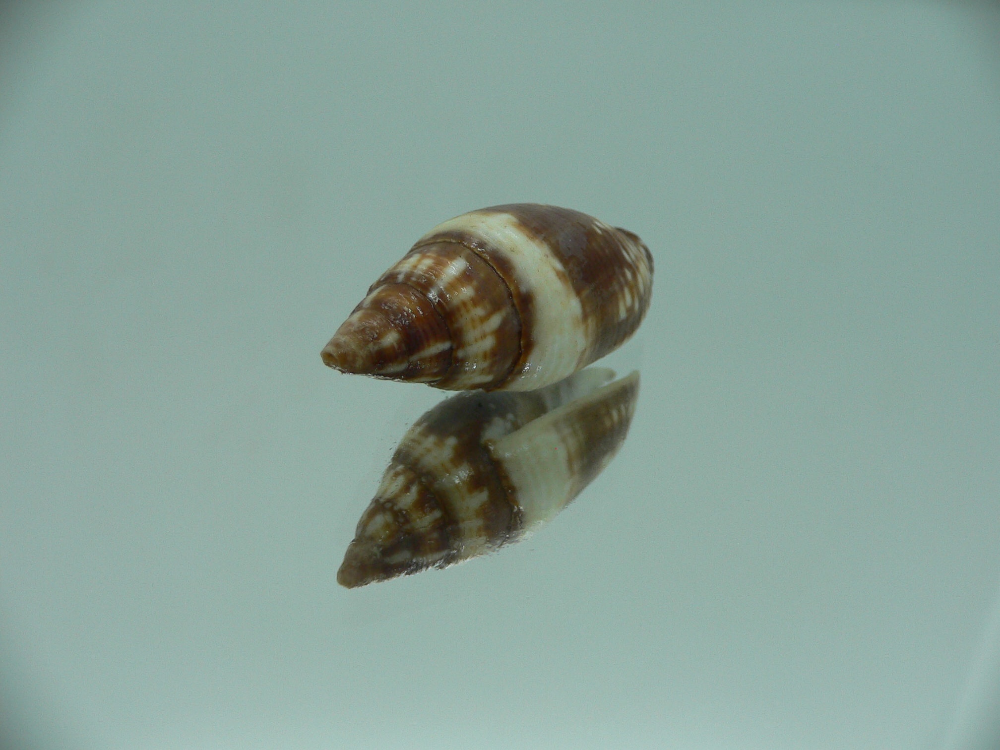 Mitra (Strigatella) scutulata COLOR