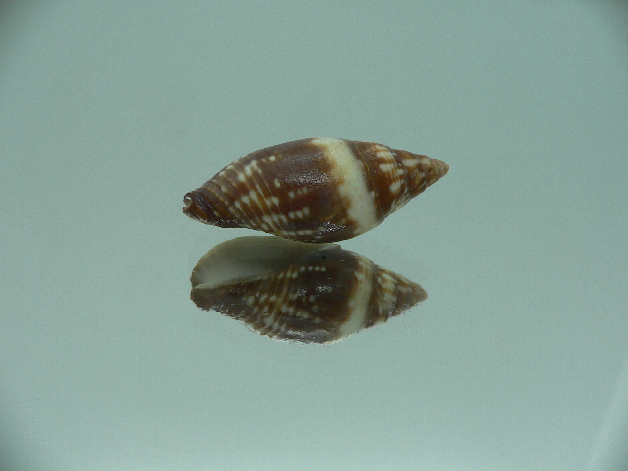 Mitra (Strigatella) scutulata COLOR