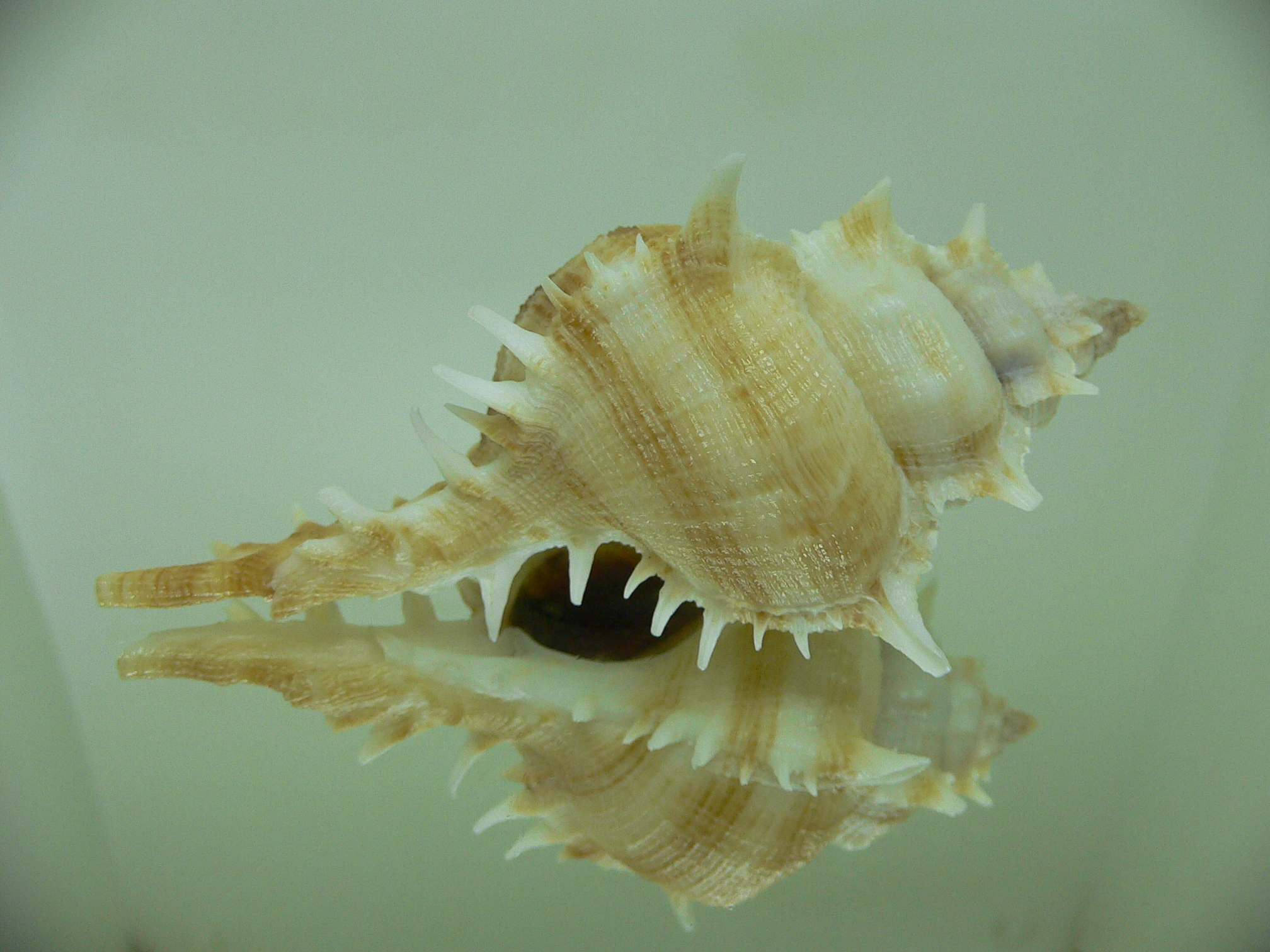 Siratus pliciferoides STRIPES