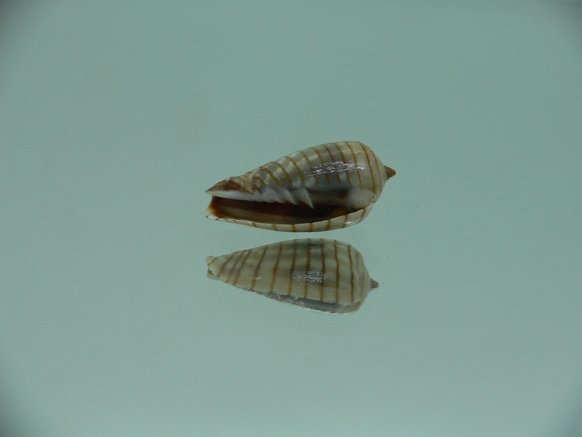 Mitra (Imbricaria) conularis COLOR