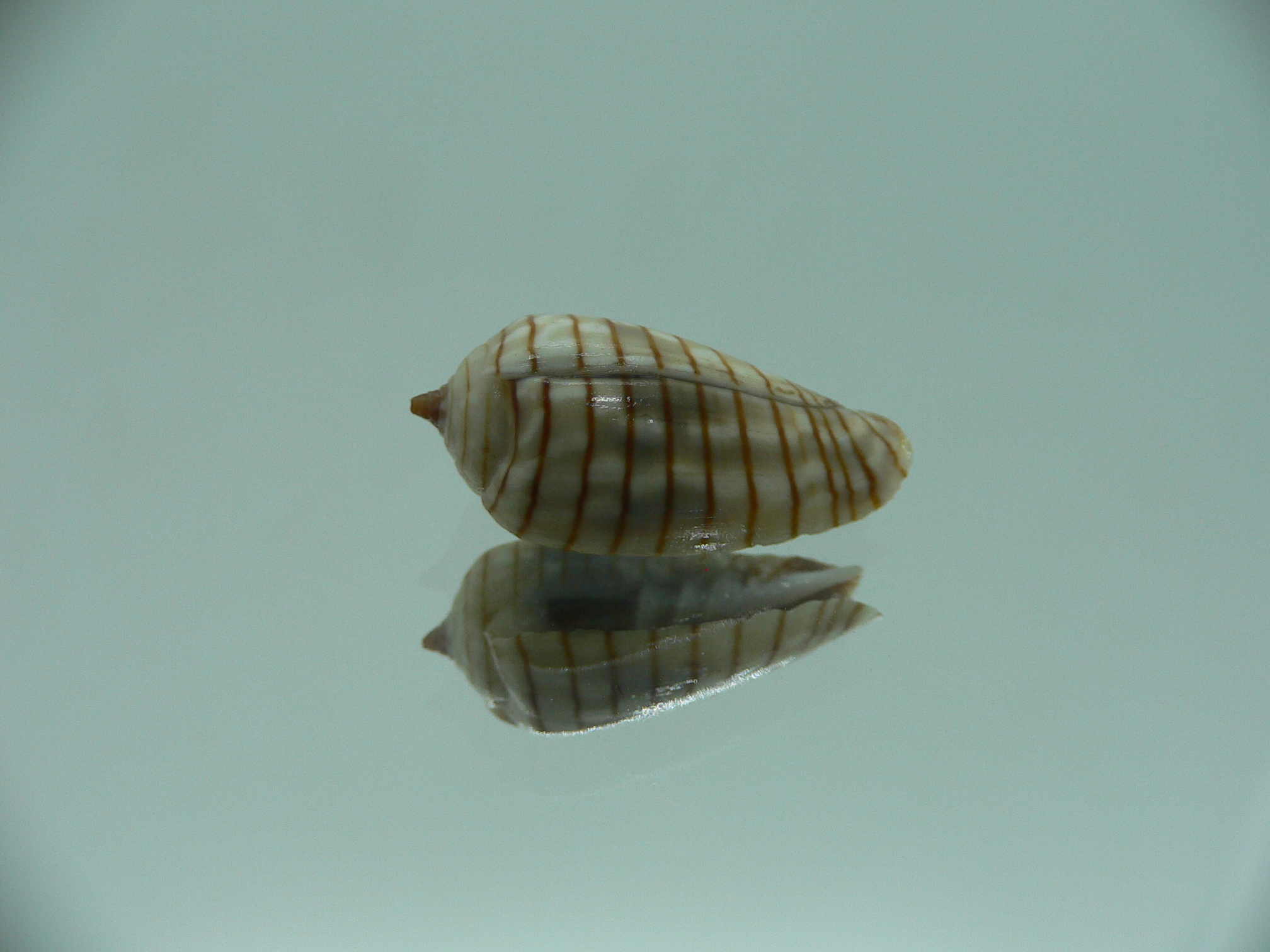 Mitra (Imbricaria) conularis COLOR