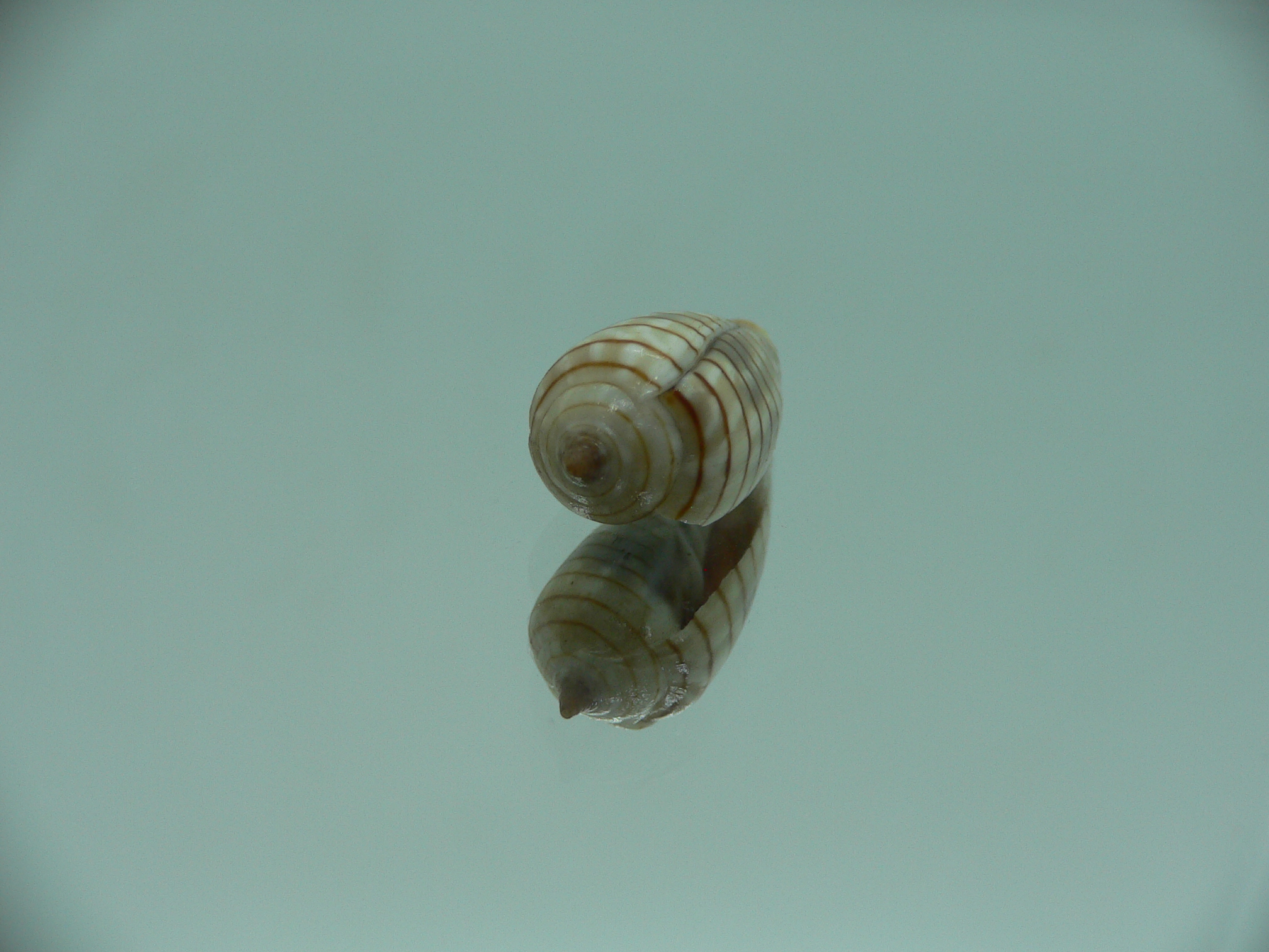 Mitra (Imbricaria) conularis COLOR