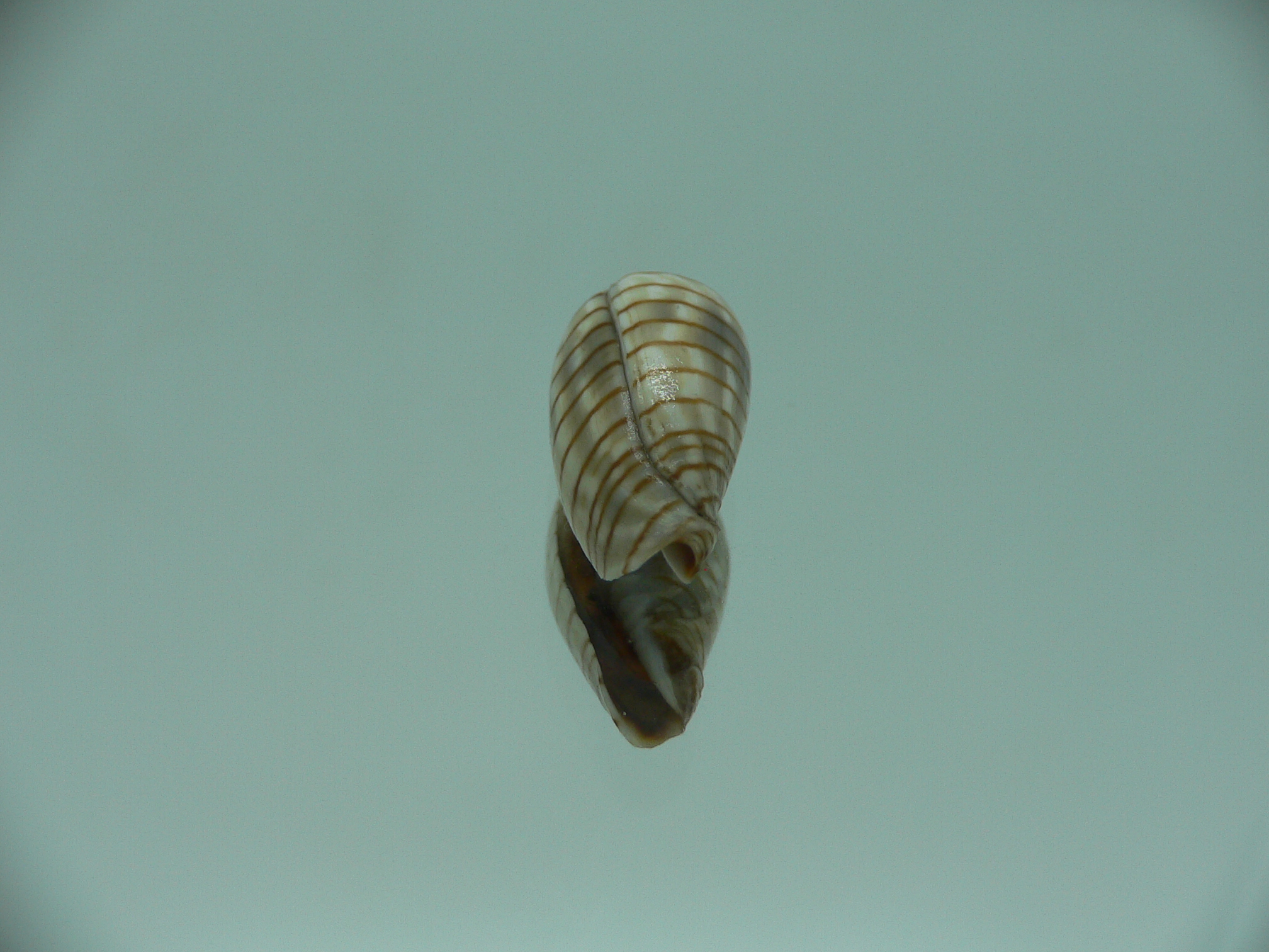 Mitra (Imbricaria) conularis COLOR