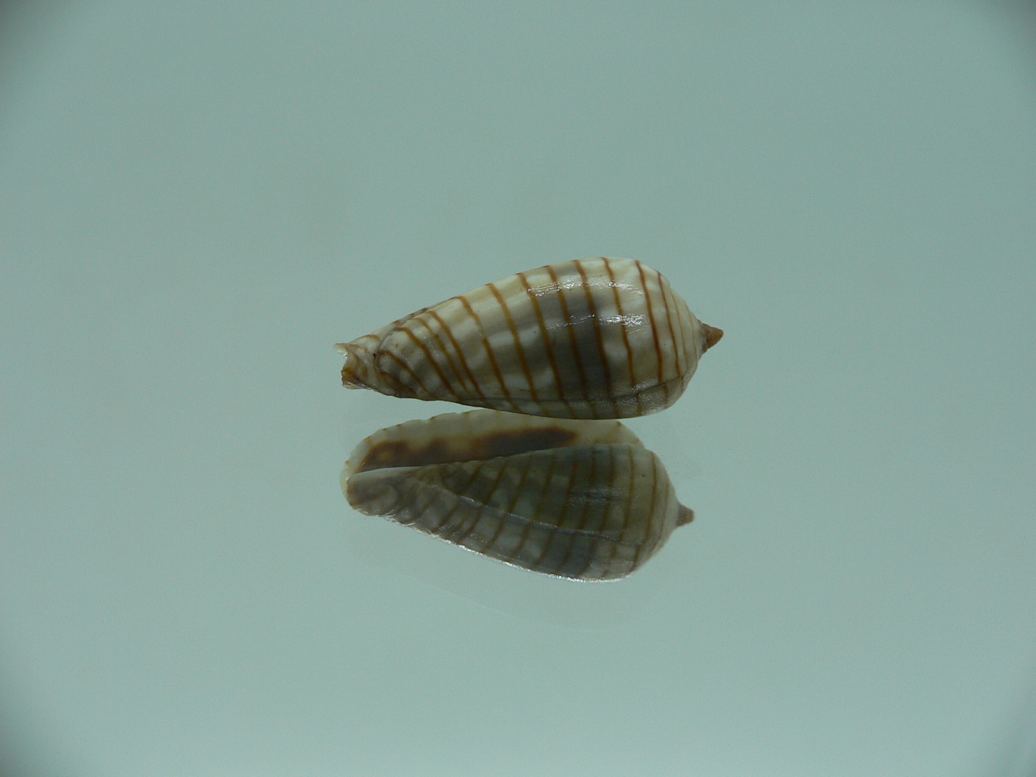 Mitra (Imbricaria) conularis COLOR