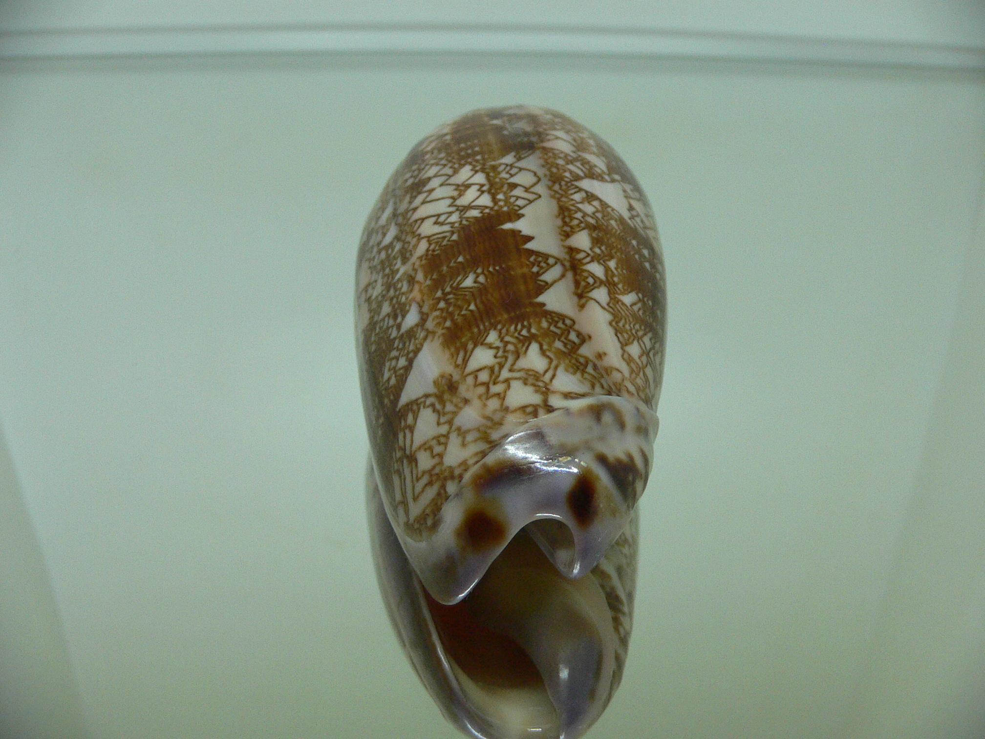 Oliva (Porphyria) porphyria GOOD SIZE