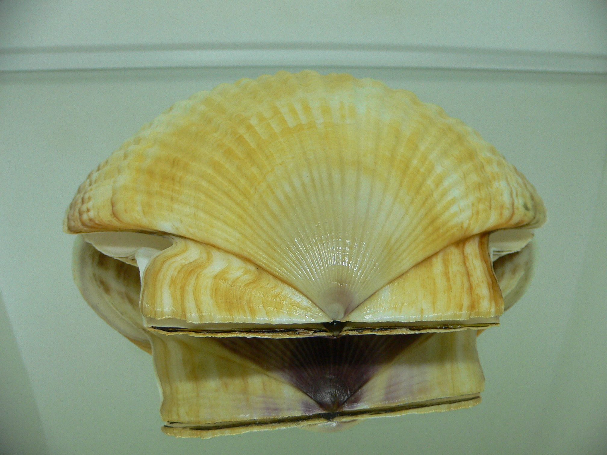 Patinopecten yessoensis BEAUTIFUL