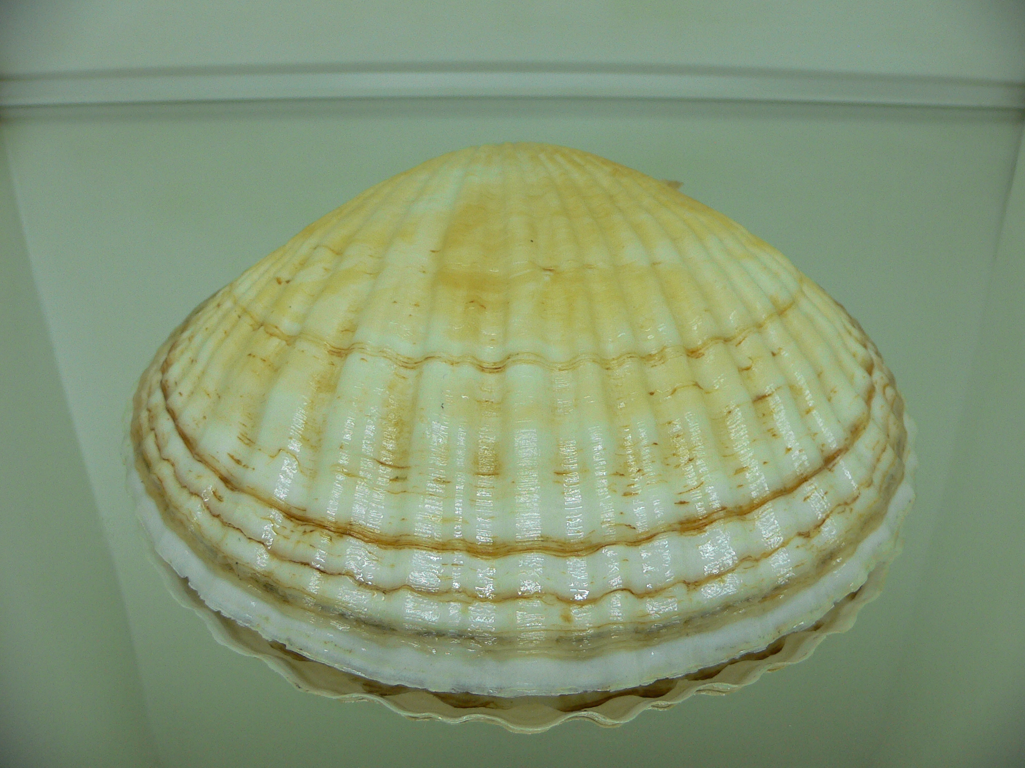 Patinopecten yessoensis BEAUTIFUL