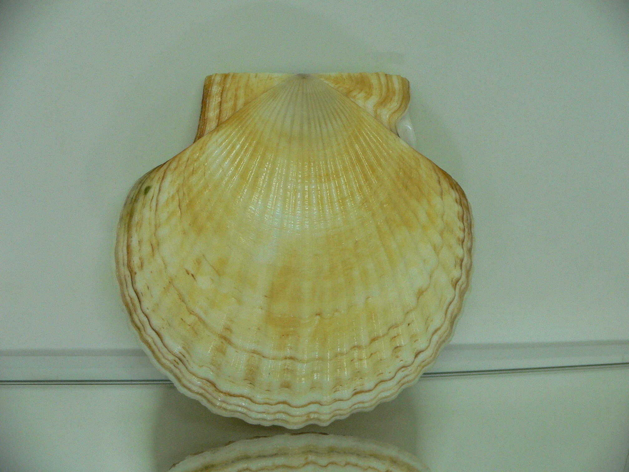 Patinopecten yessoensis BEAUTIFUL