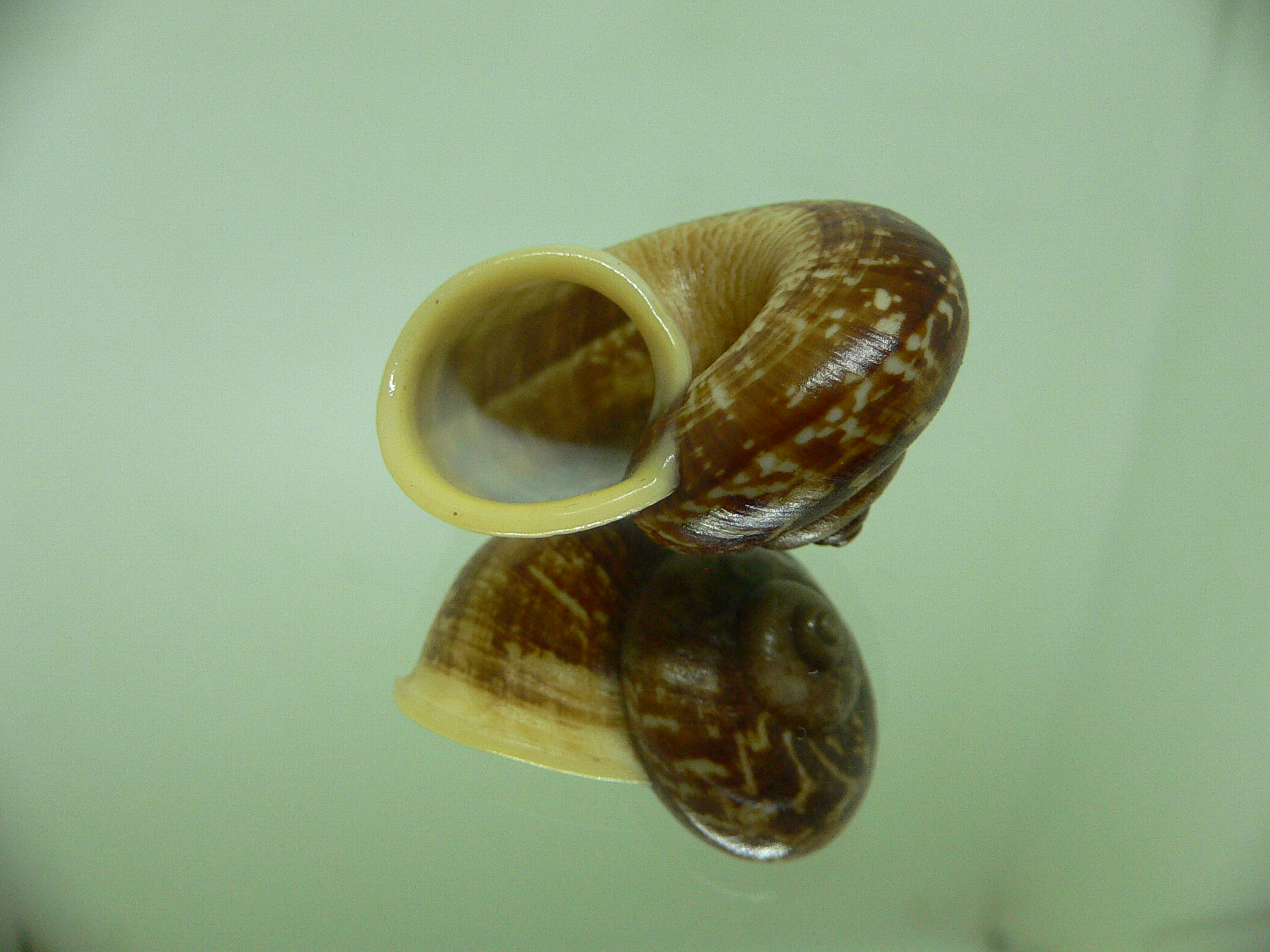 Cyclophorus siamensis