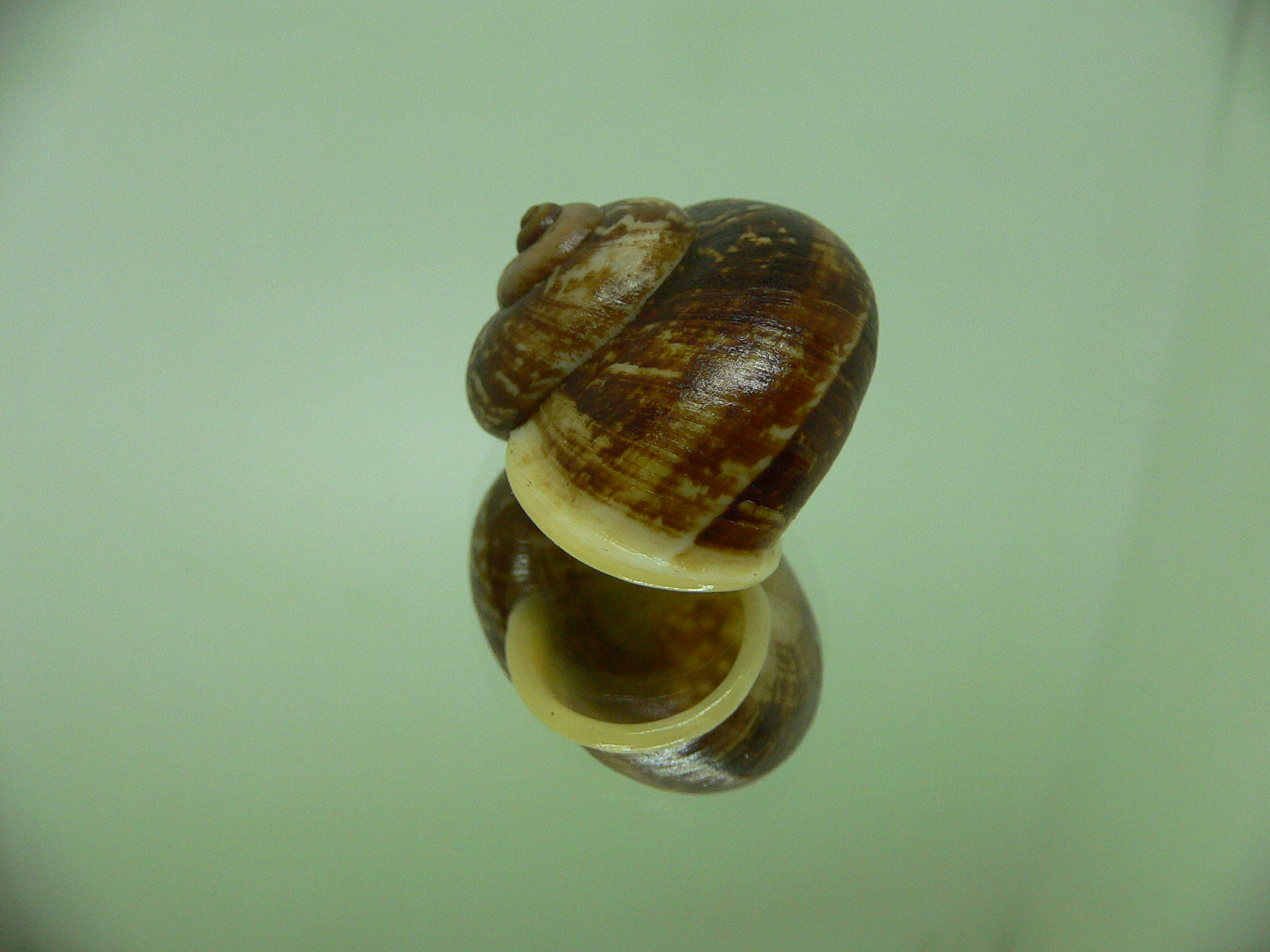 Cyclophorus siamensis