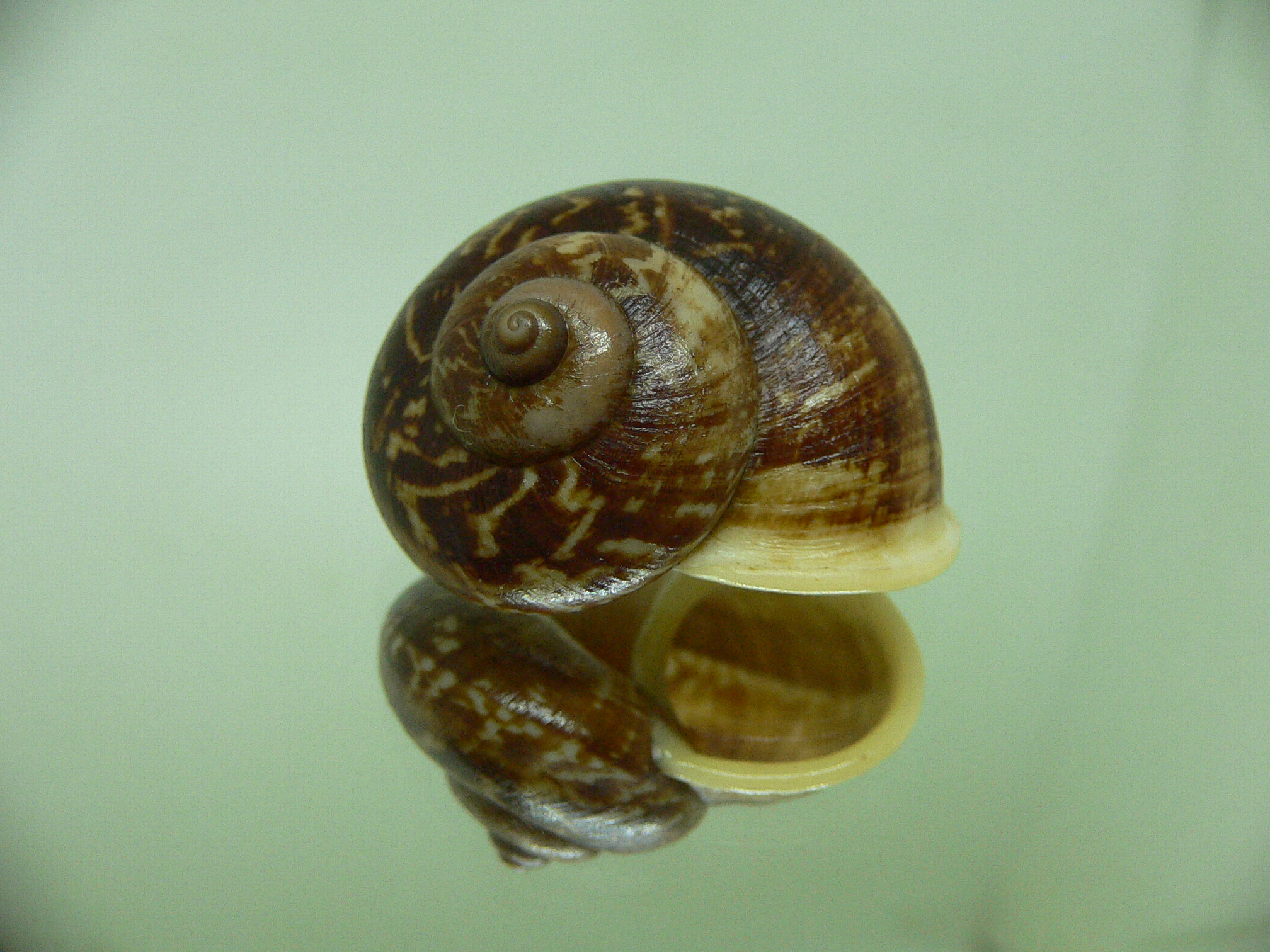 Cyclophorus siamensis