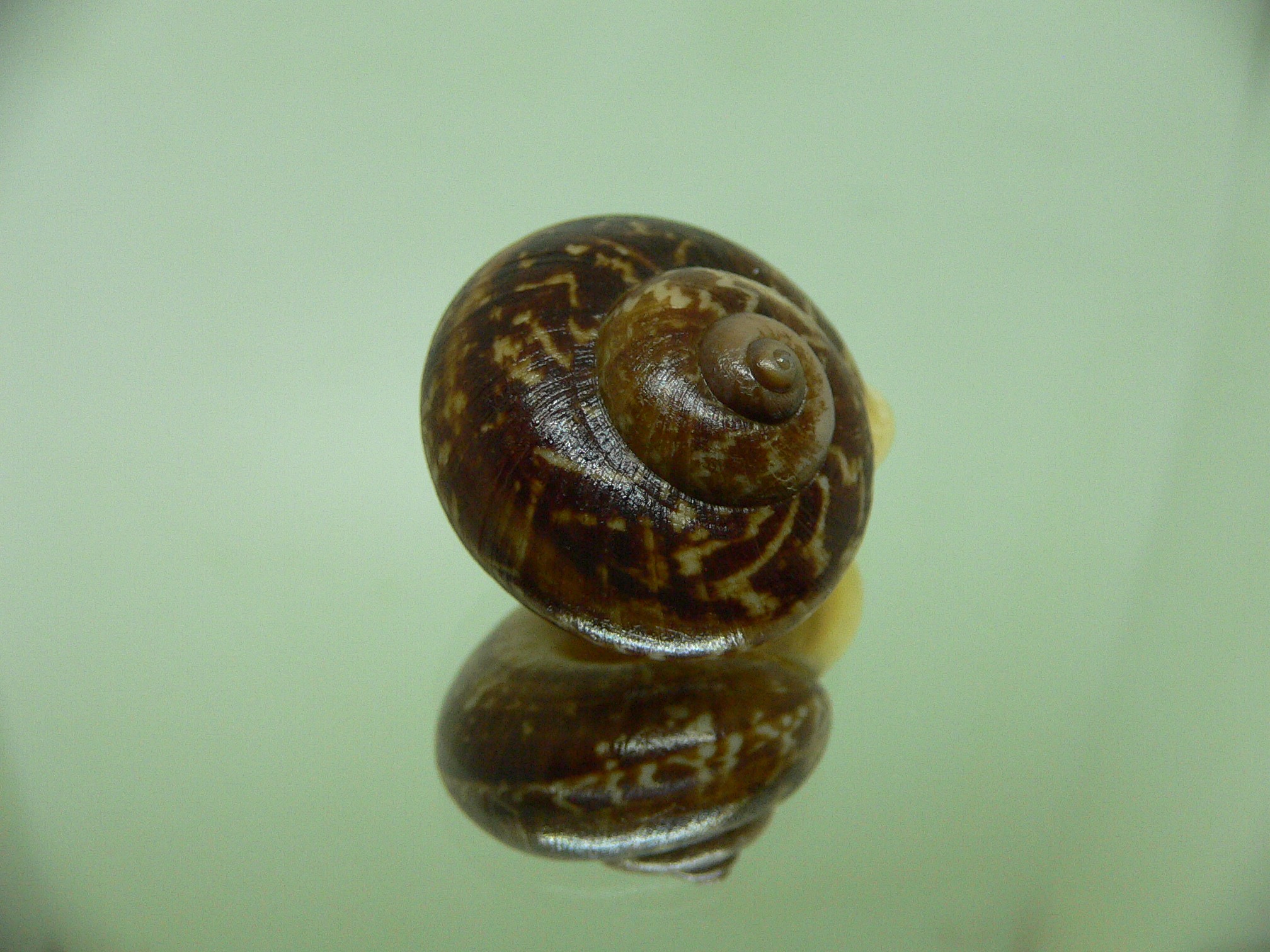 Cyclophorus siamensis