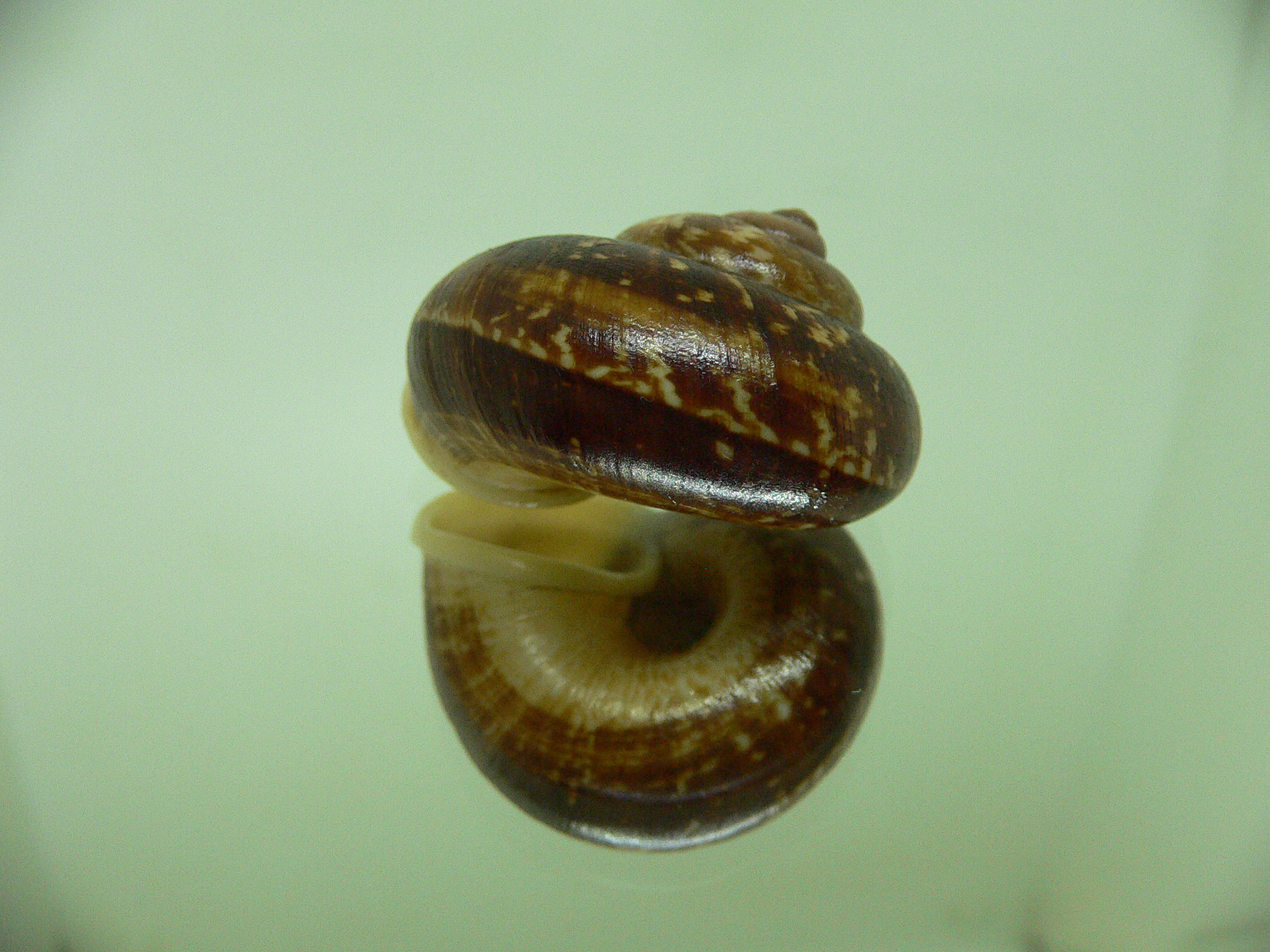 Cyclophorus siamensis