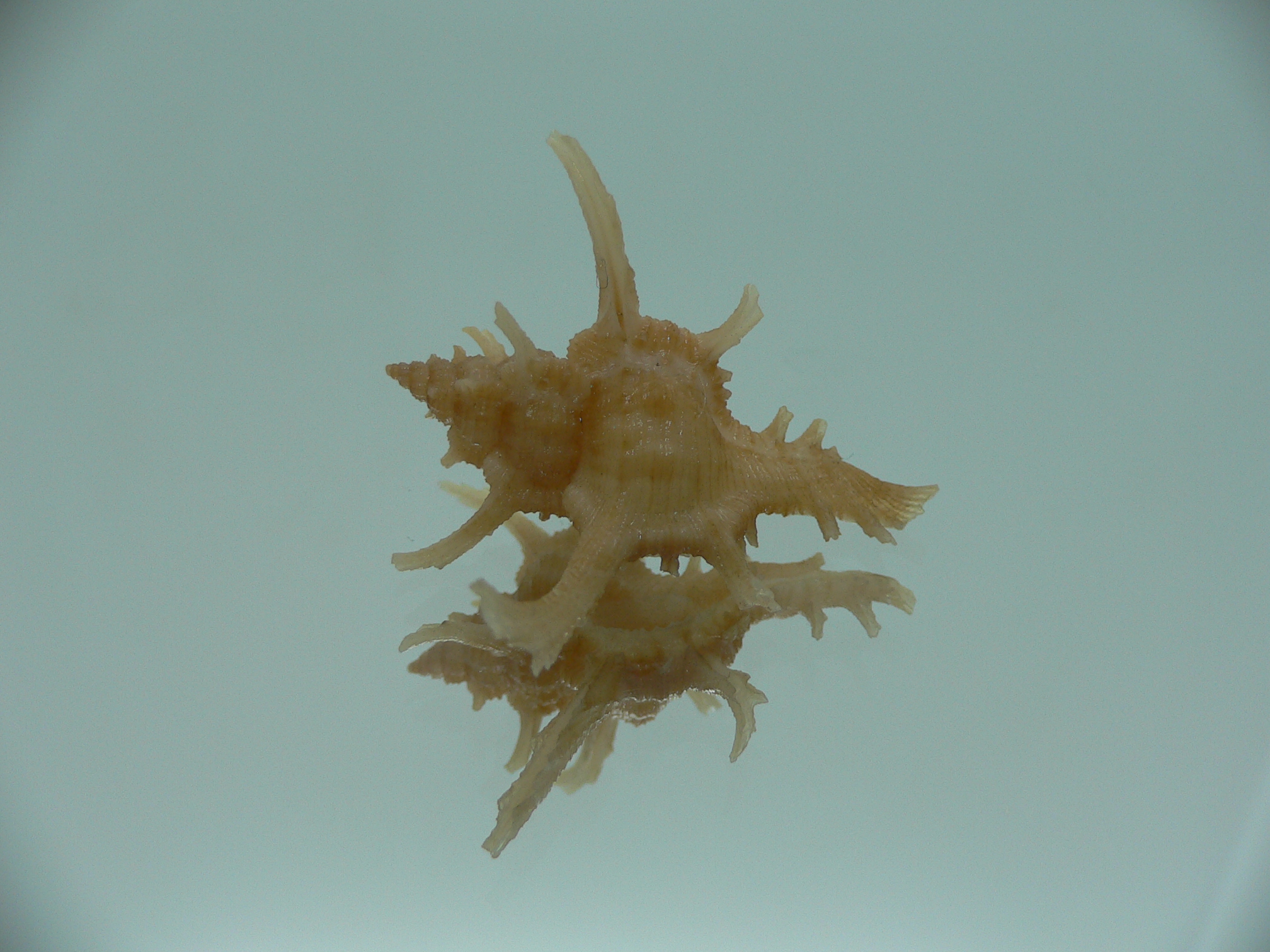 Chicoreus axicornis