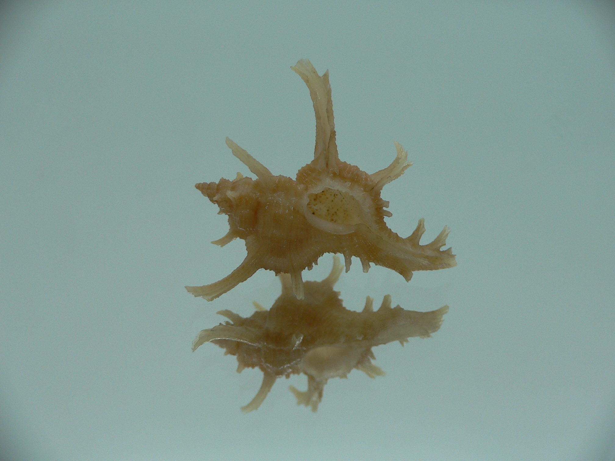 Chicoreus axicornis