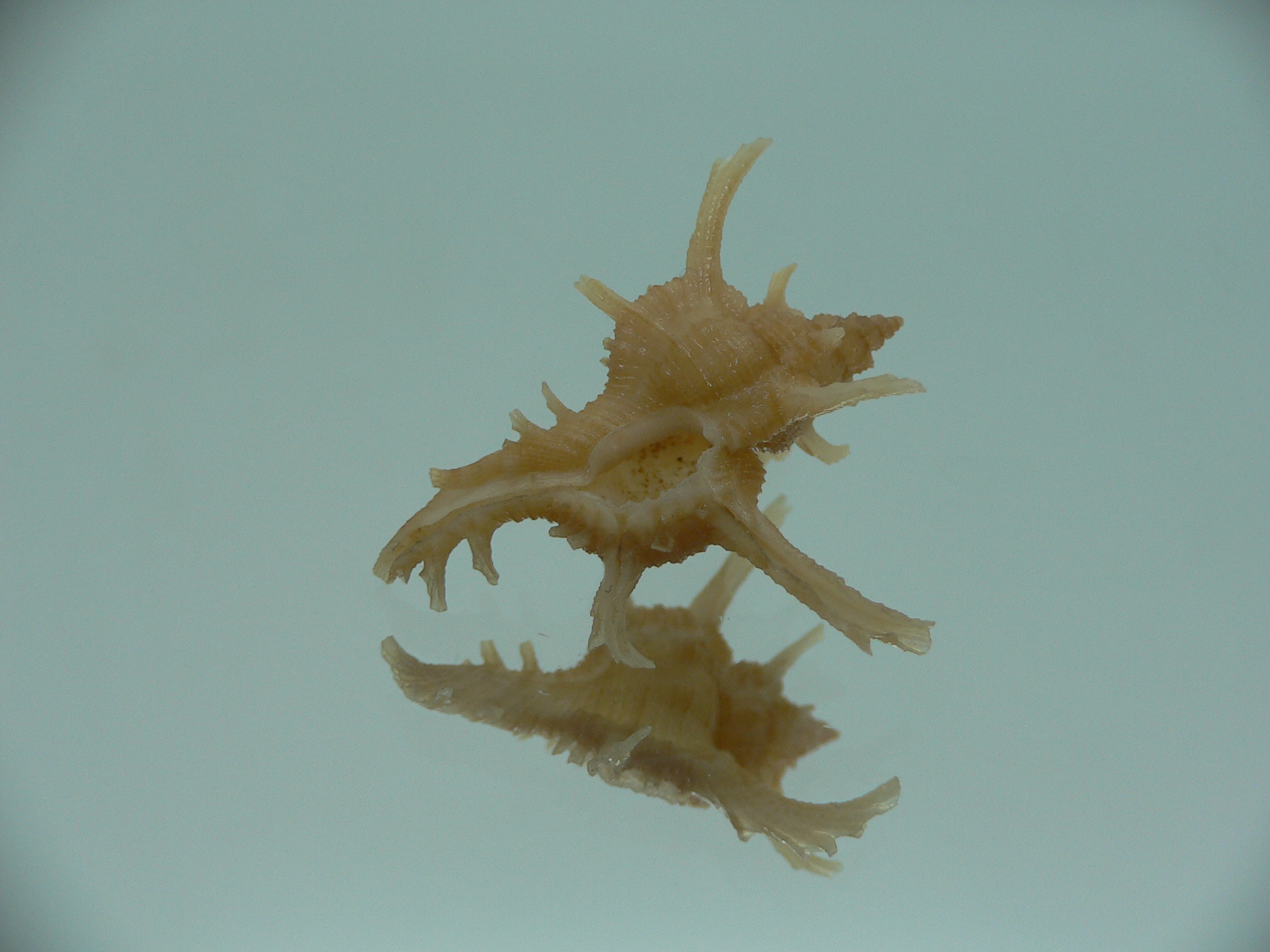Chicoreus axicornis