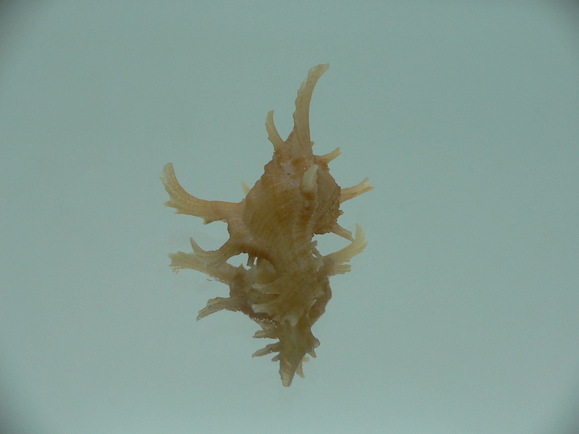Chicoreus axicornis