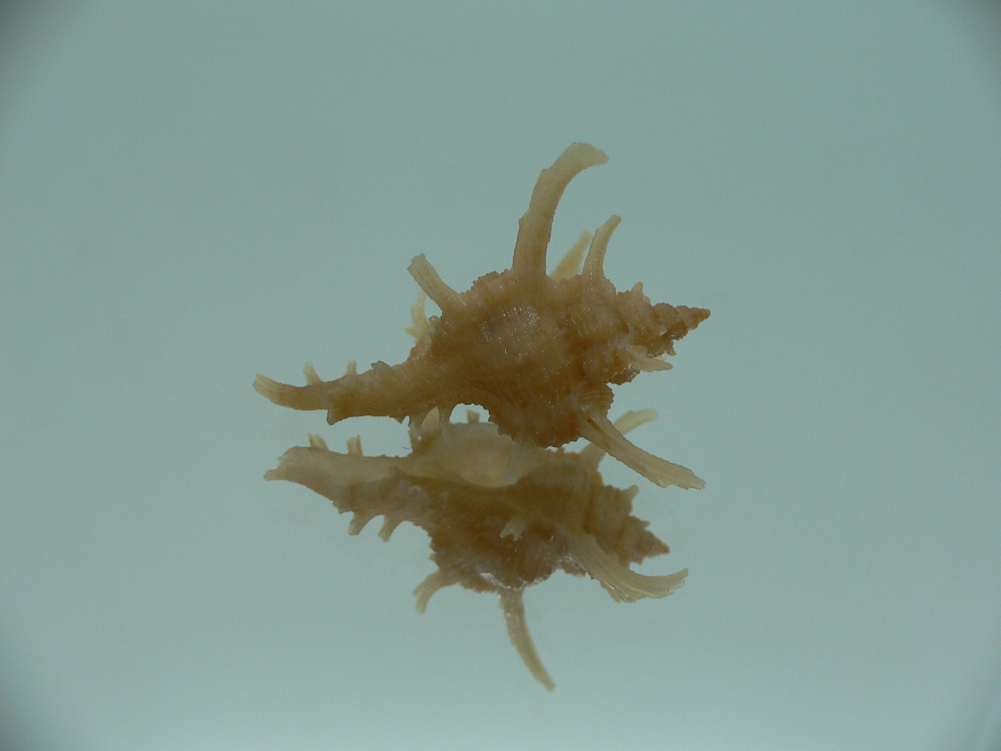 Chicoreus axicornis