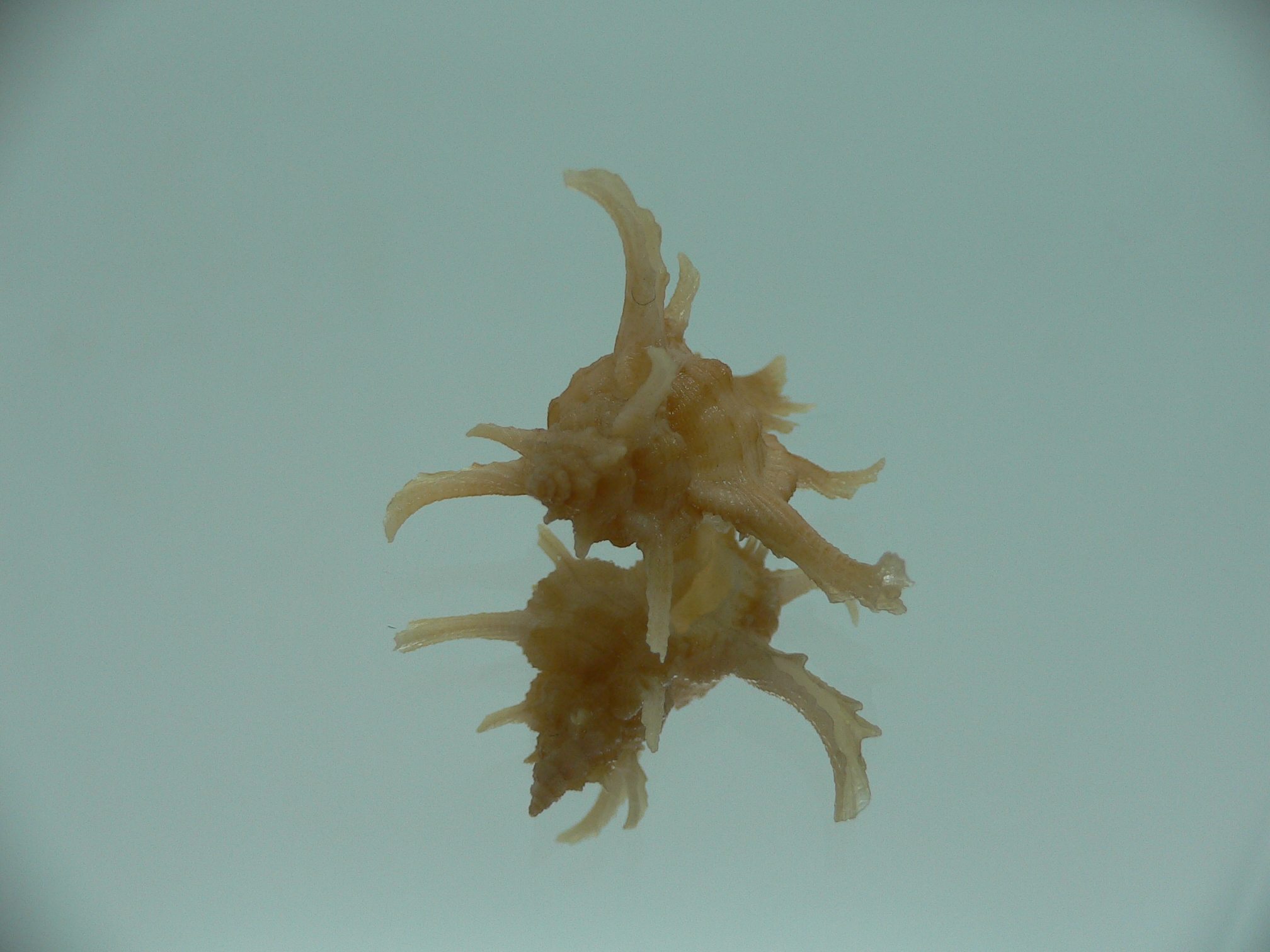Chicoreus axicornis